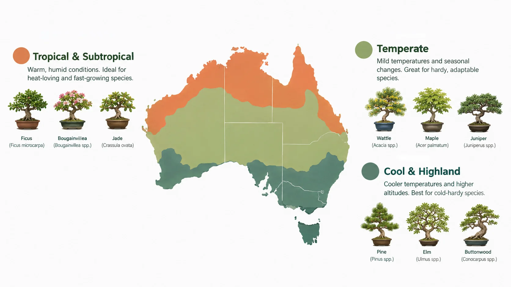 bonsai care guide beginners