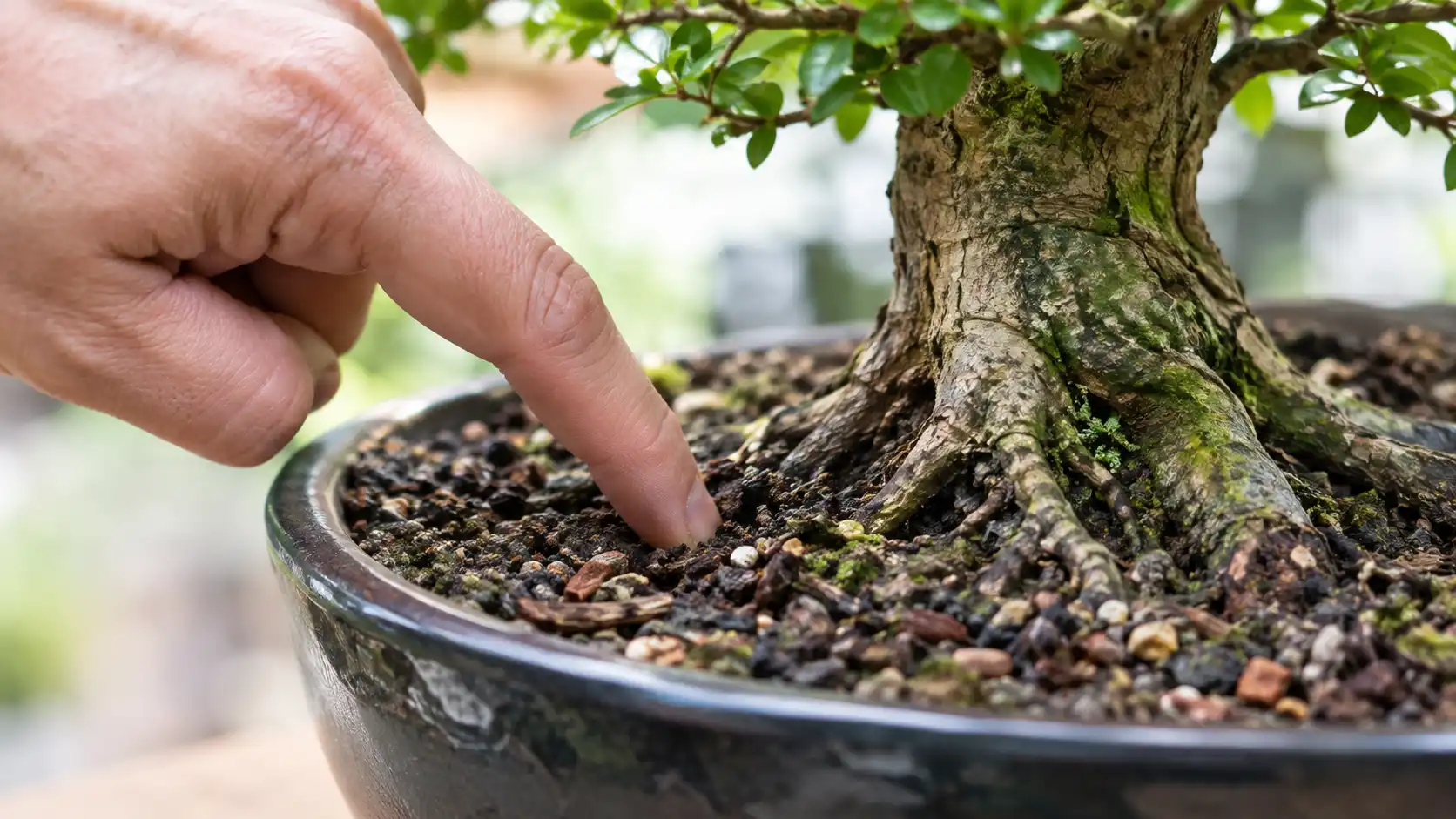 bonsai care guide beginners