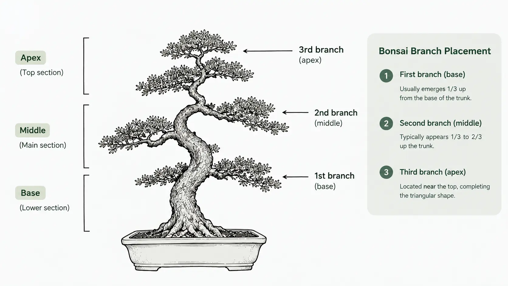 bonsai care guide beginners