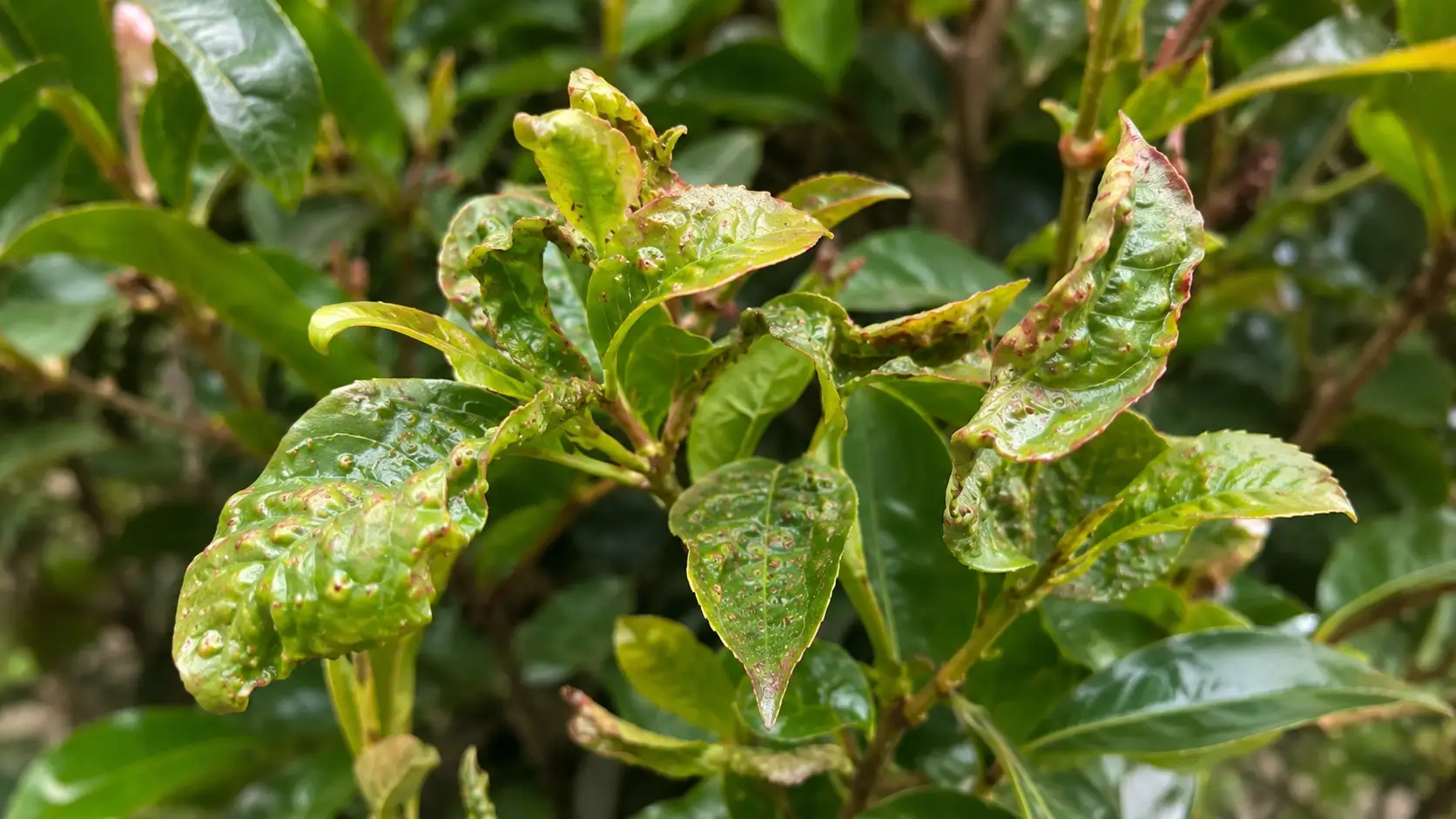 common pest on lilly pilly treatment