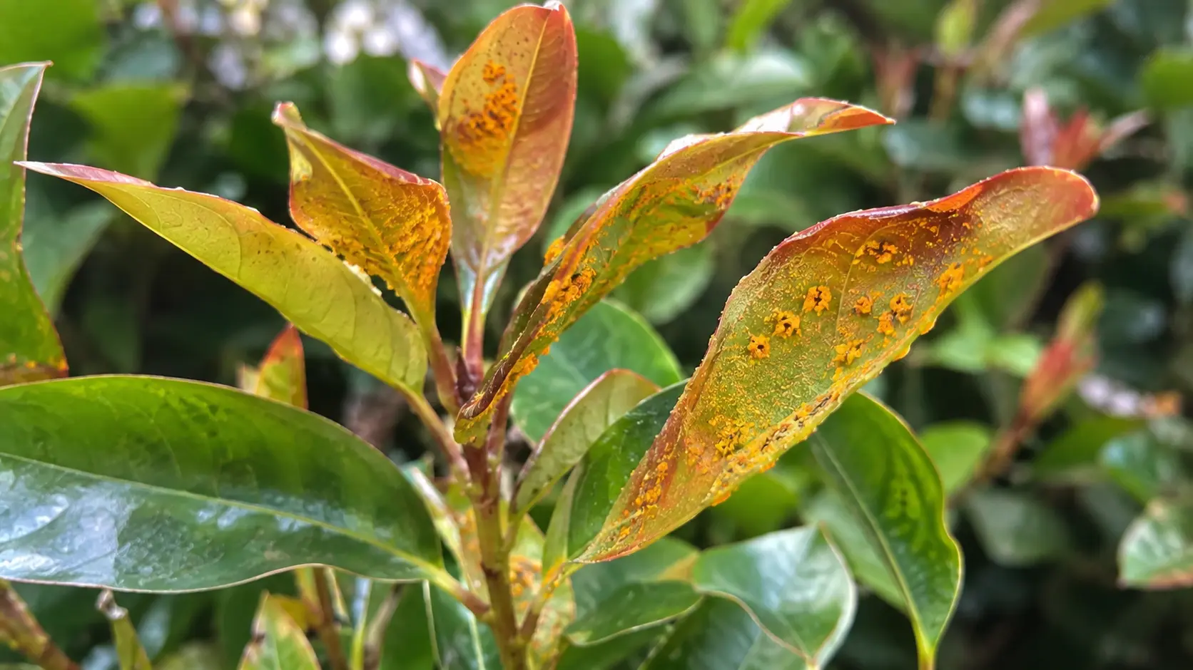 common pest on lilly pilly treatment