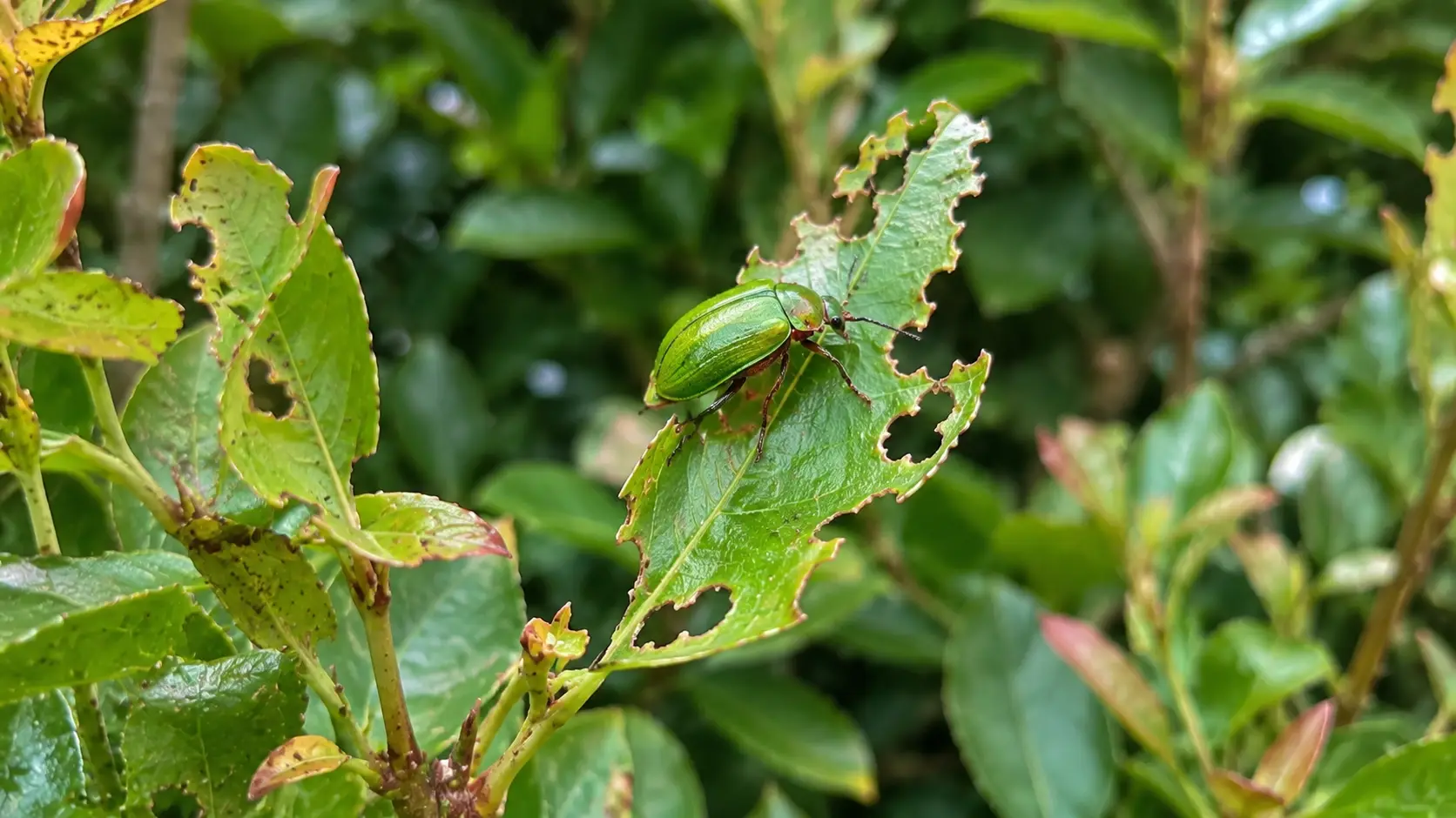 common pest on lilly pilly treatment