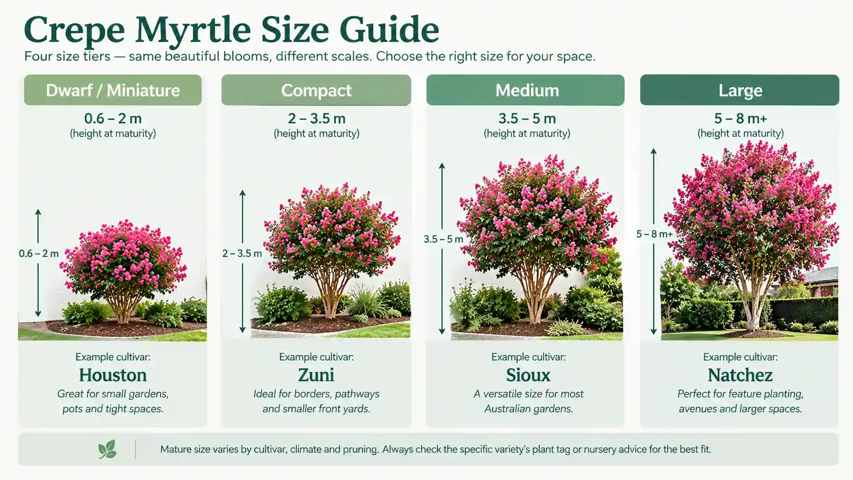 crepe myrtle varieties australia