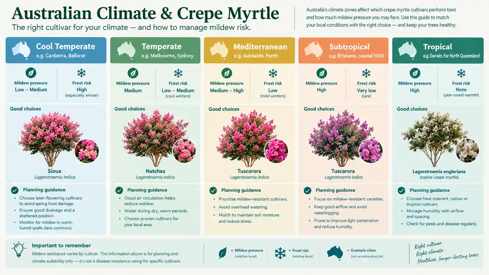 crepe myrtle varieties australia