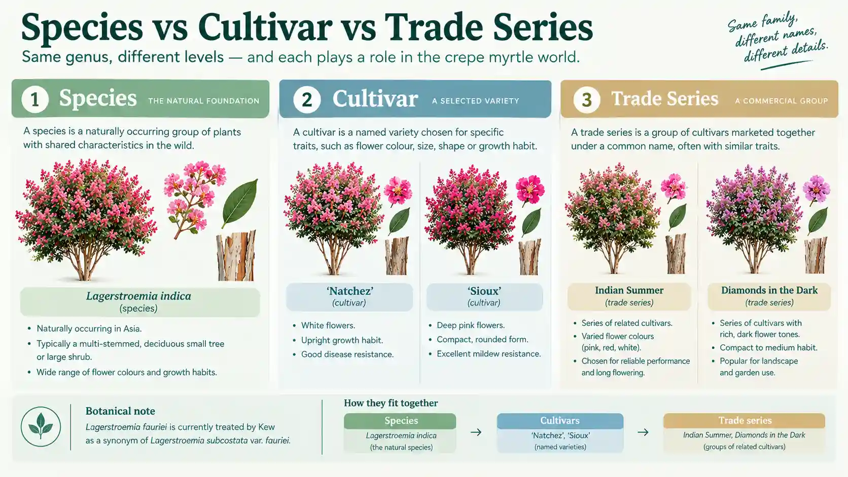 crepe myrtle varieties australia
