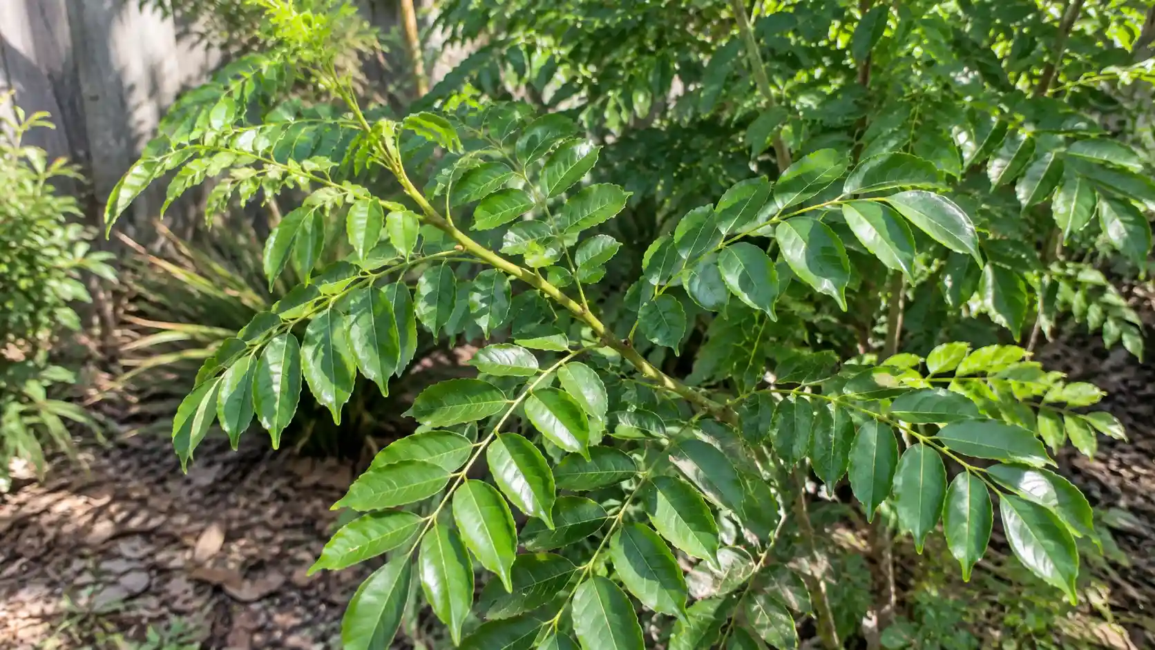 curry leaf benefits