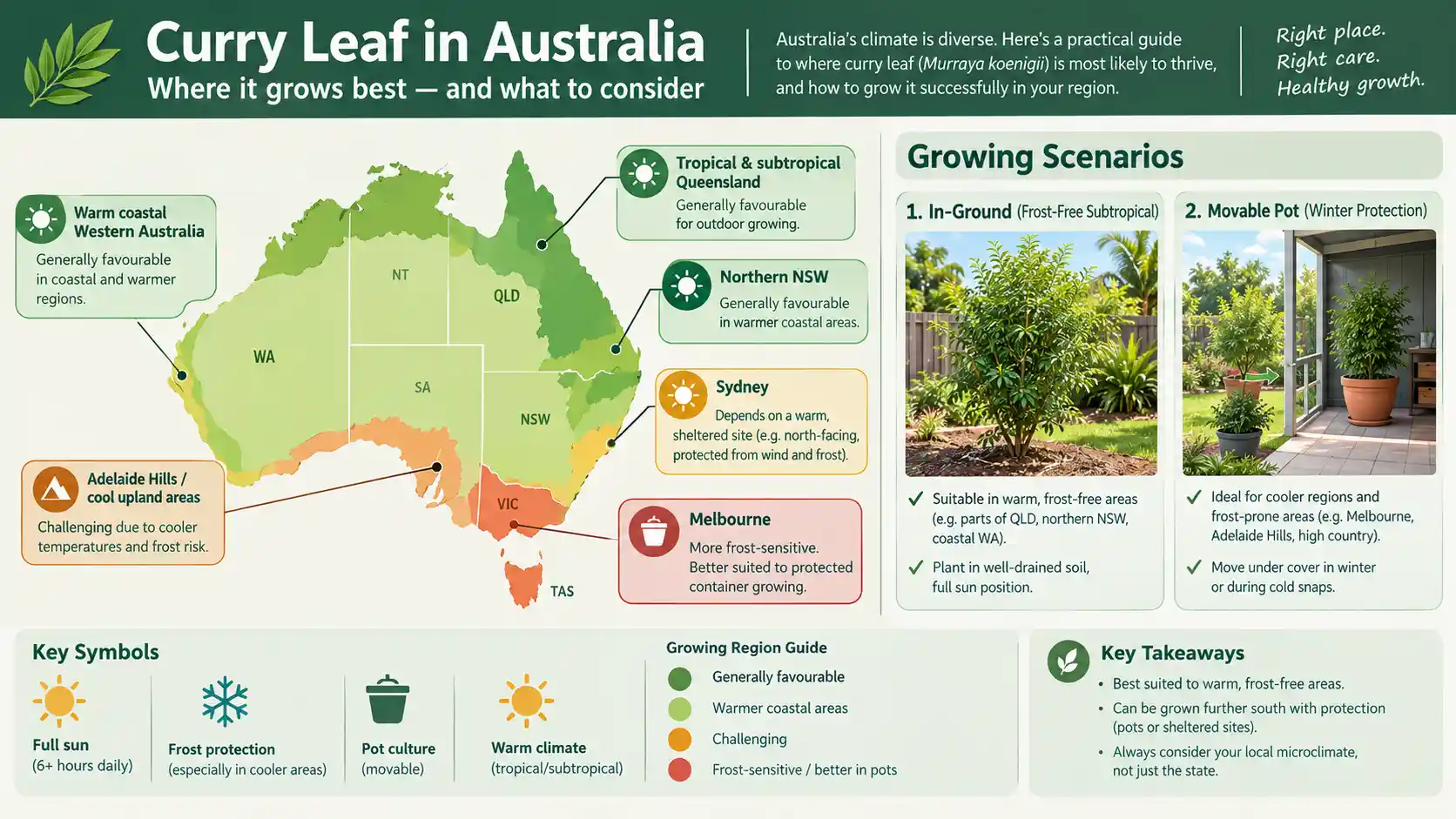 curry leaf benefits