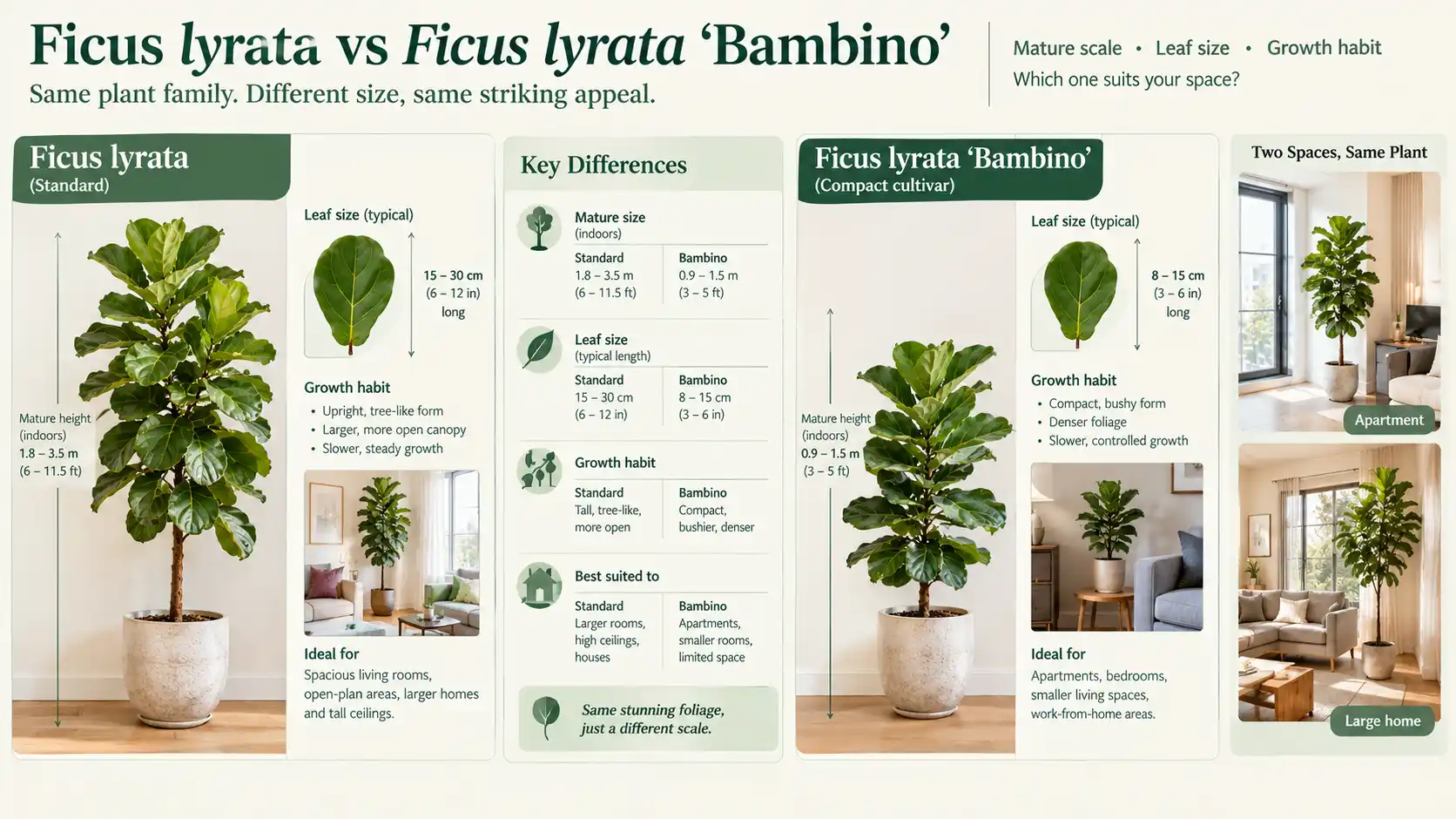 fiddle leaf fig care guide australia