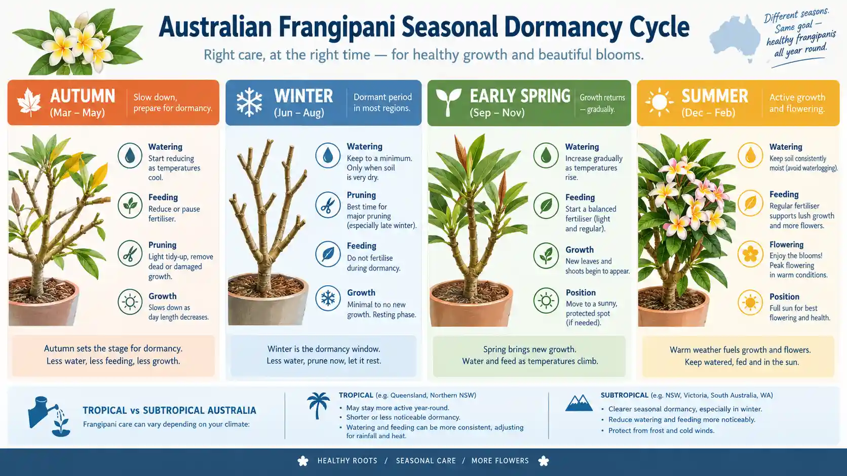 frangipani tree care australia
