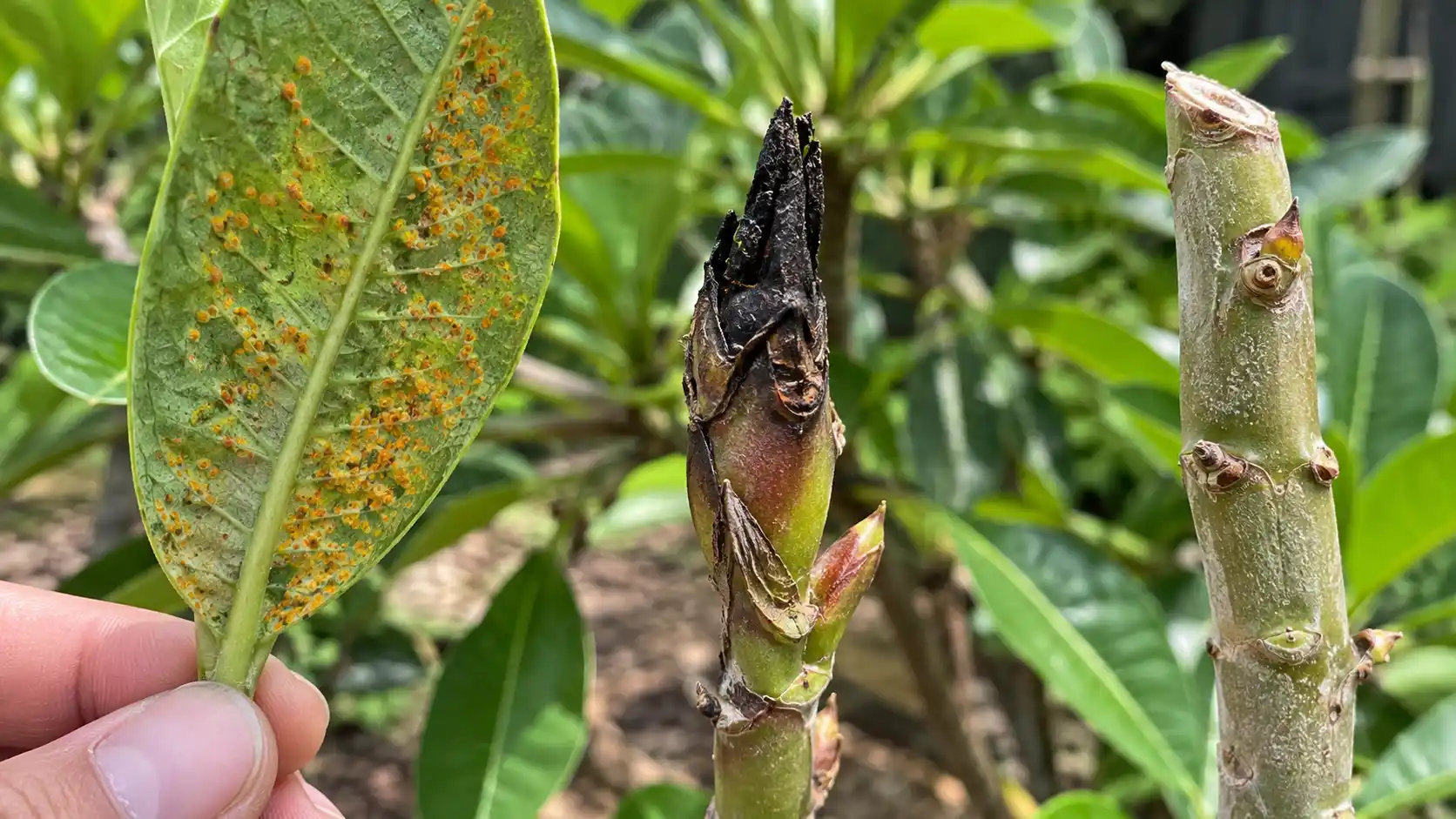 frangipani tree care australia