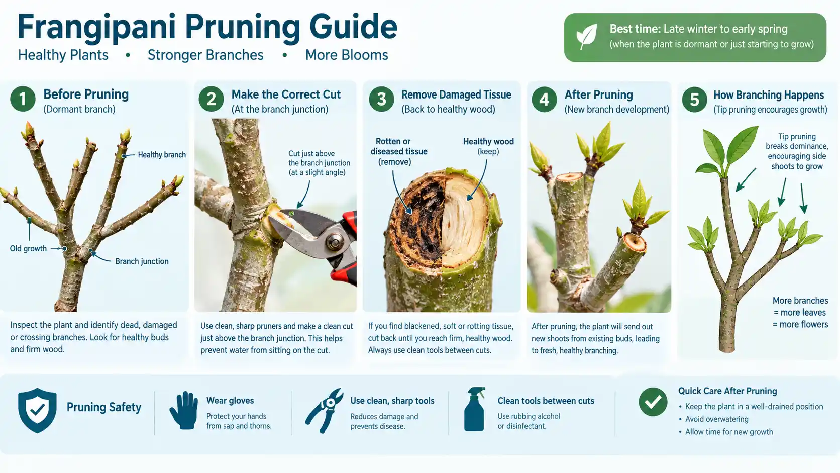 frangipani tree care australia