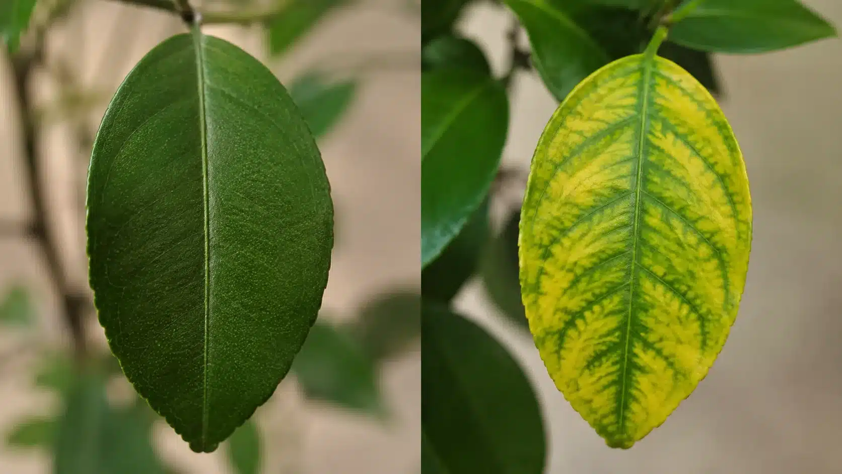 fruit tree fertilizer schedule