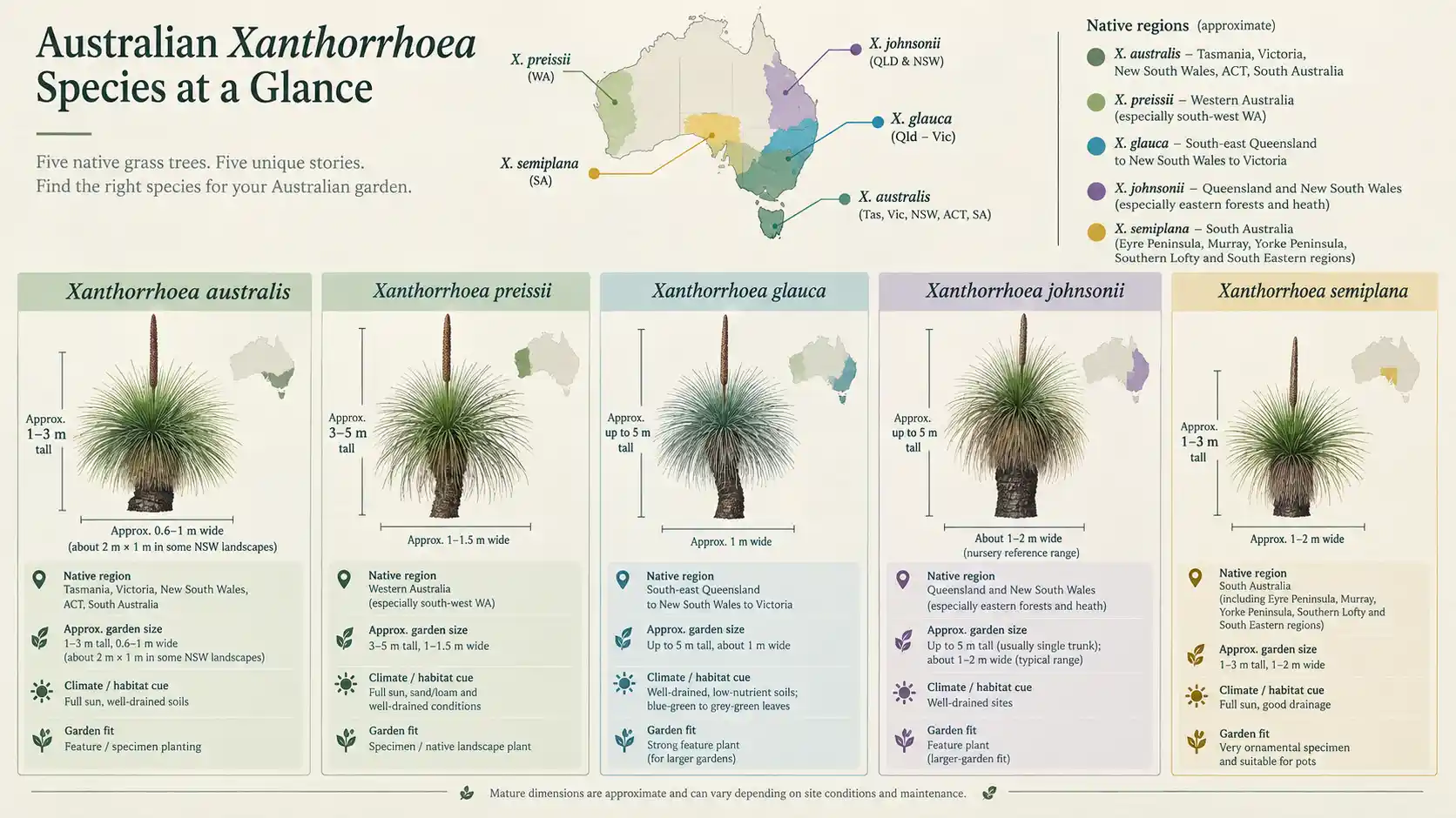grass tree australia