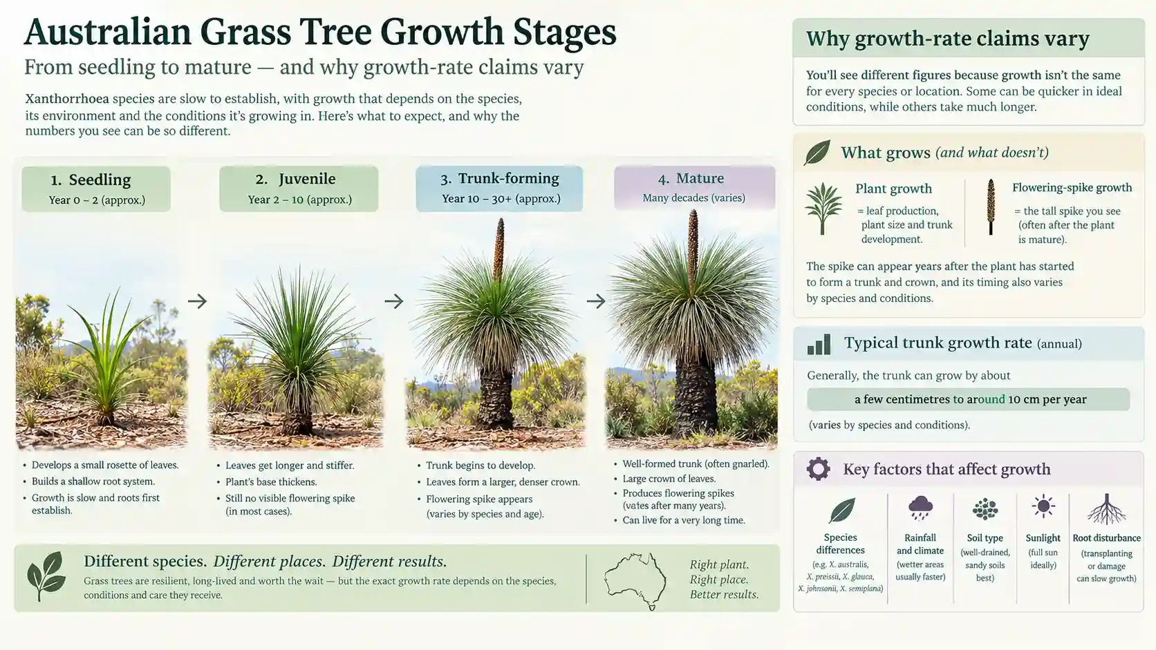 grass tree australia