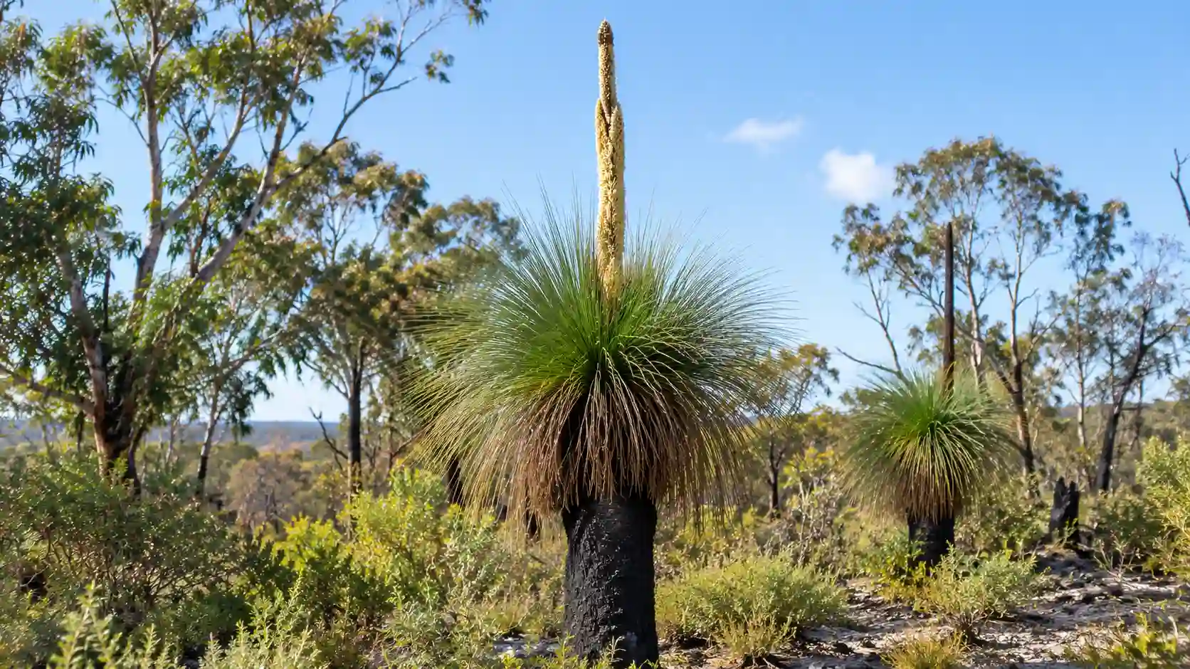grass tree australia
