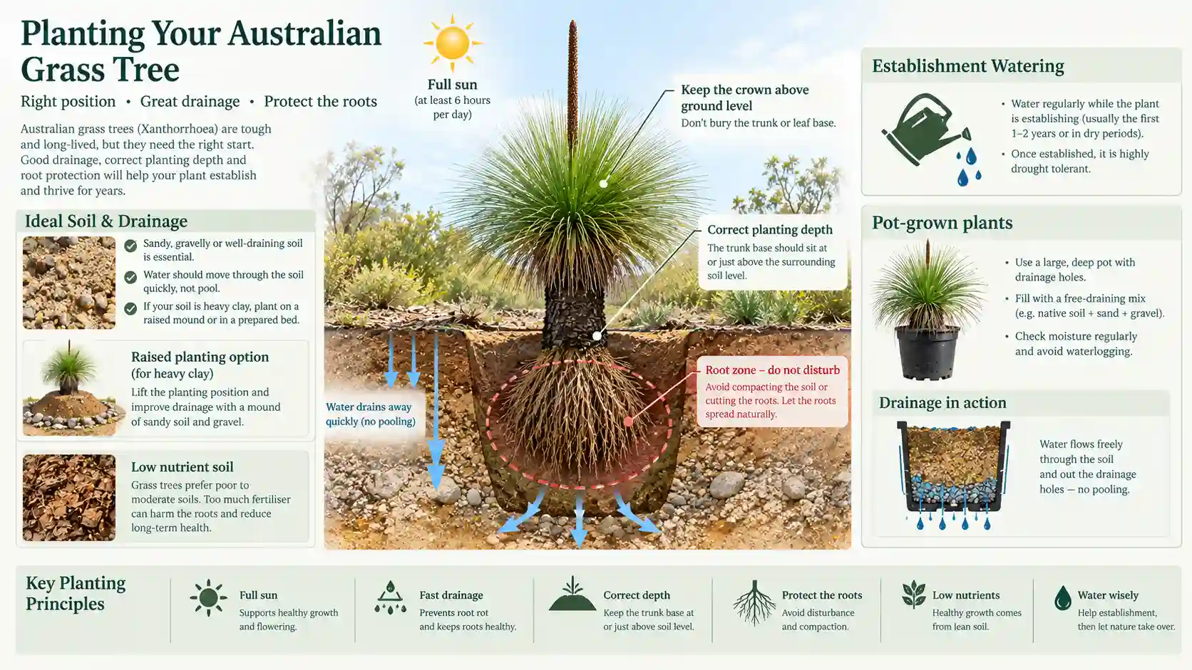 grass tree australia