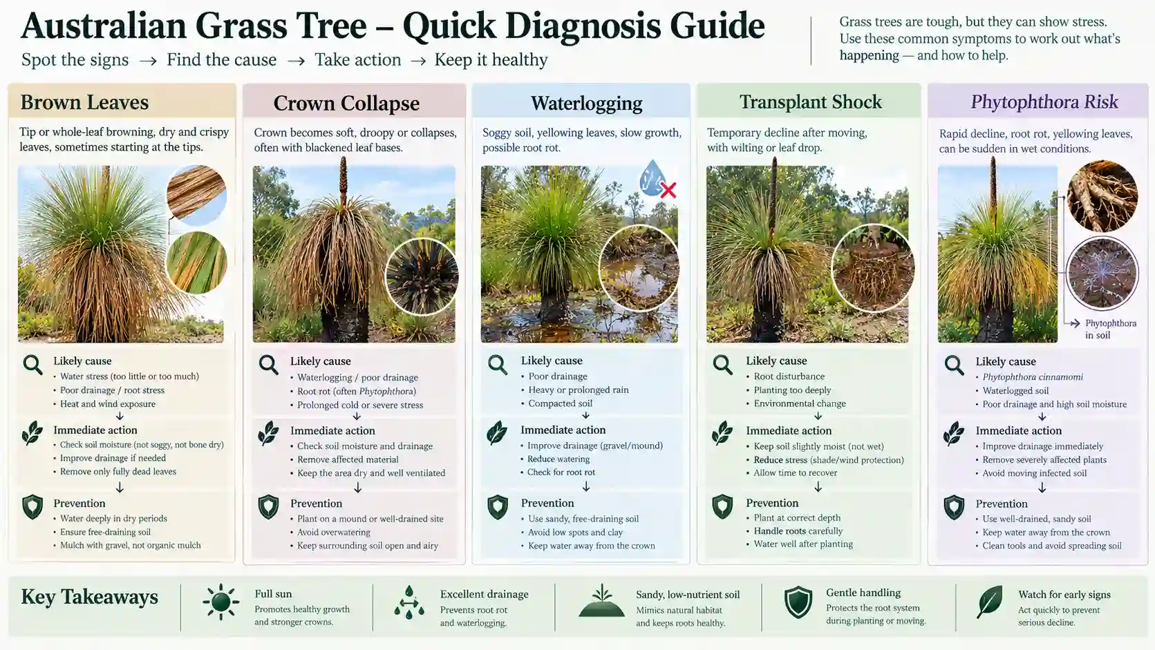 grass tree australia