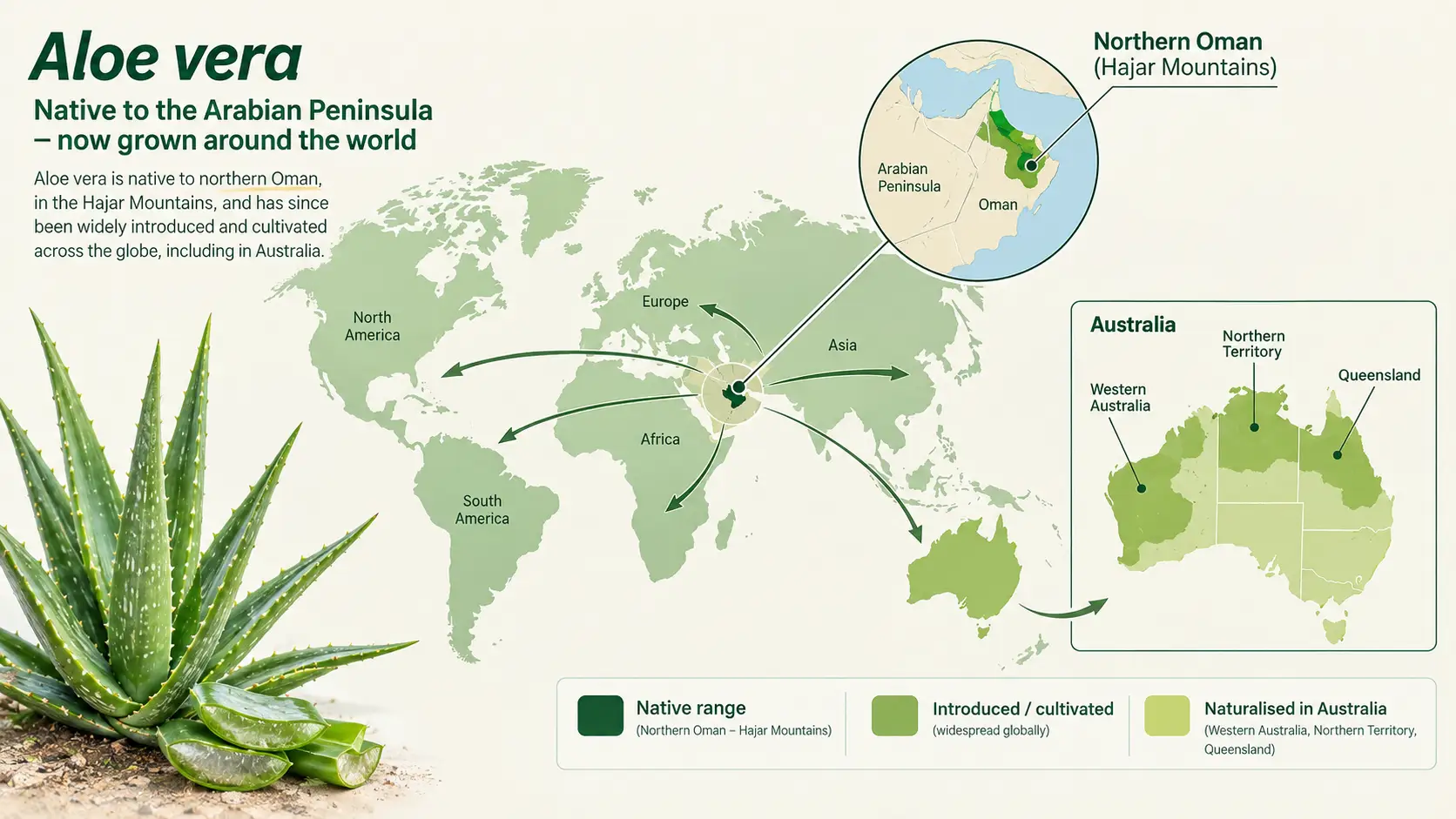is aloe vera native to australia