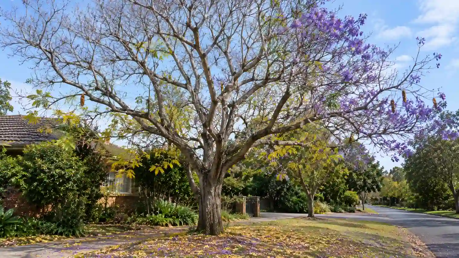 jacaranda tree australia