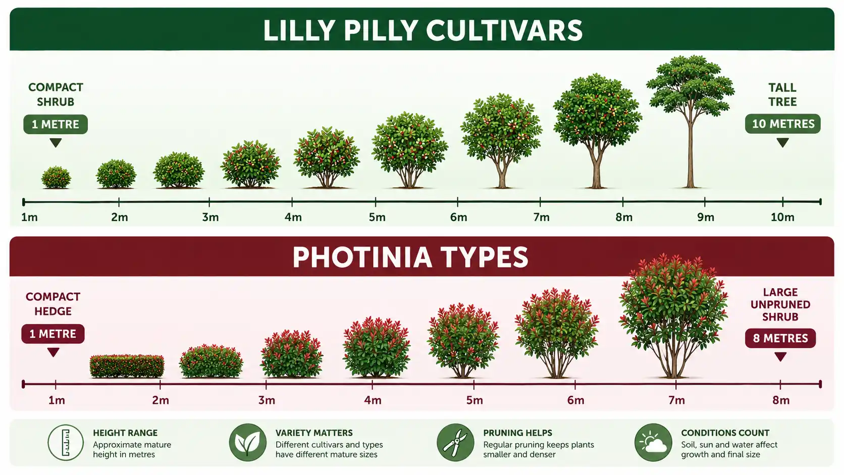 lilly pilly vs photinia hedge comparison