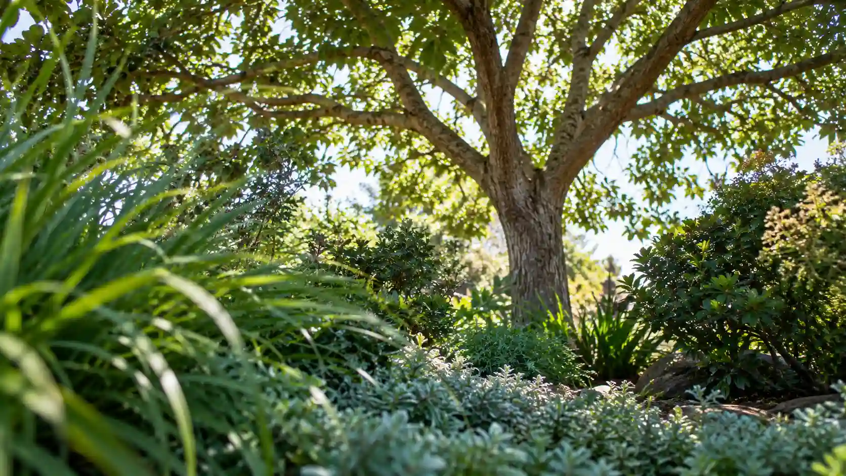 native and feature trees