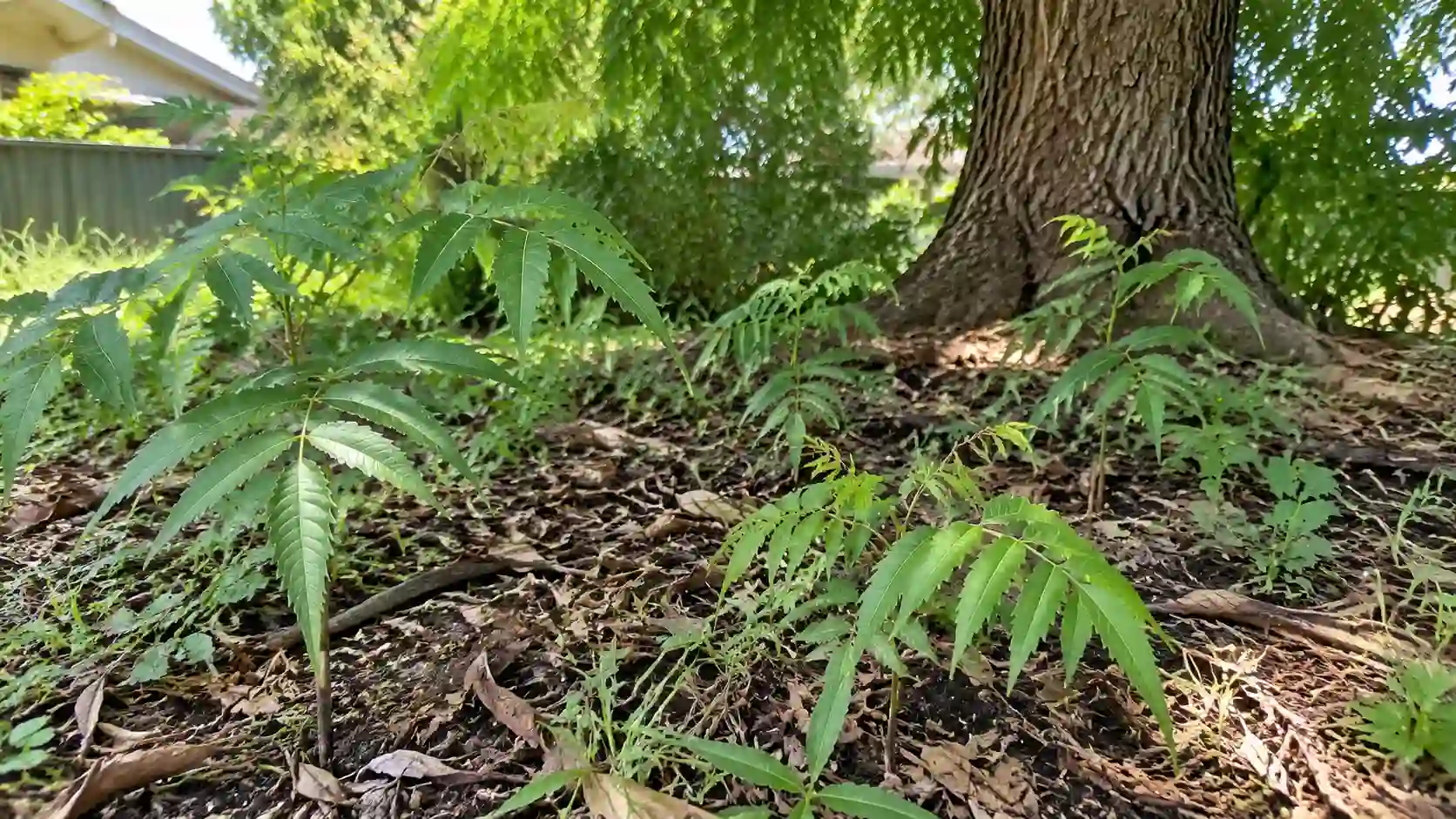 neem plant benefits