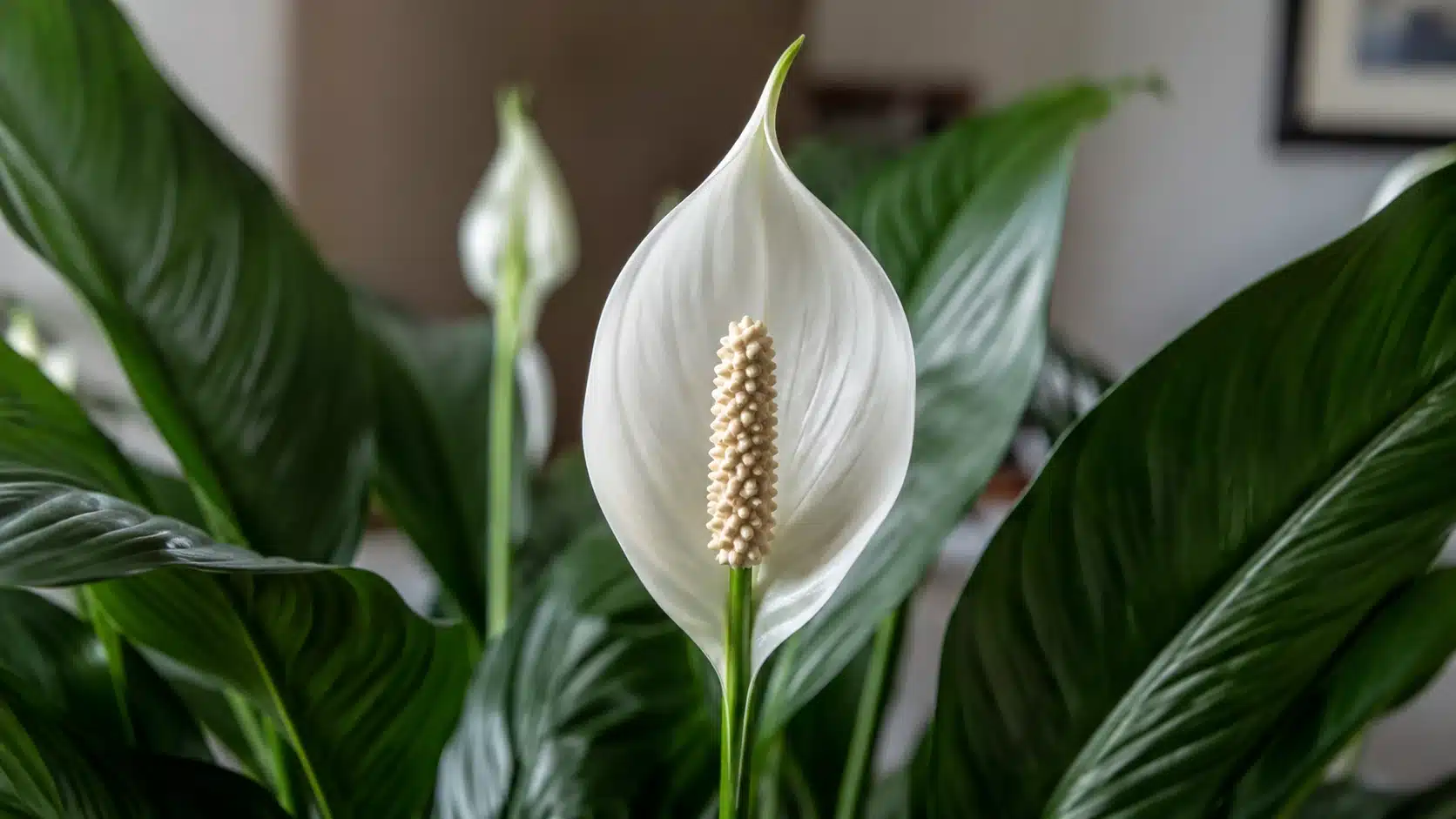 peace lily benefits
