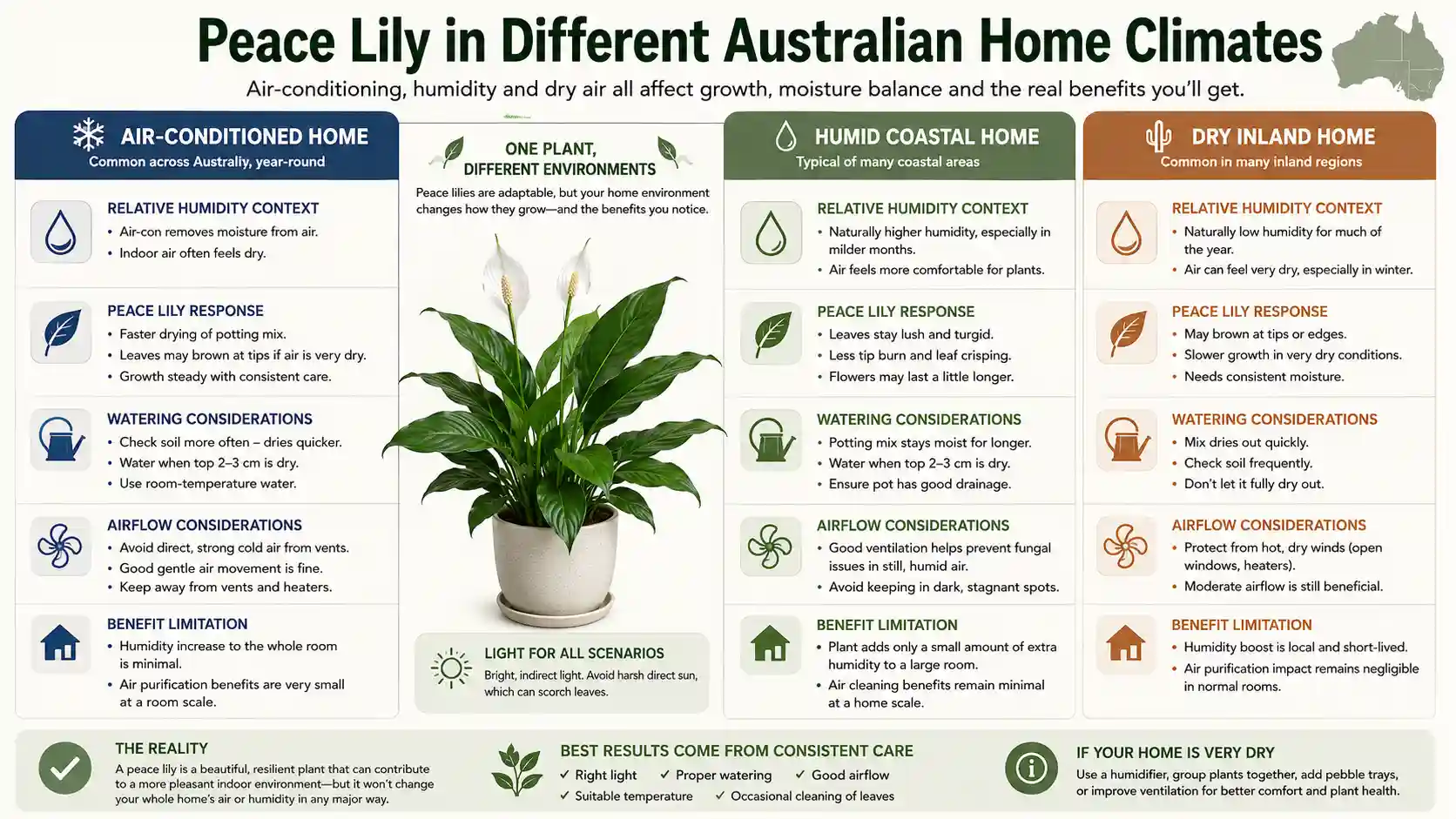 peace lily benefits