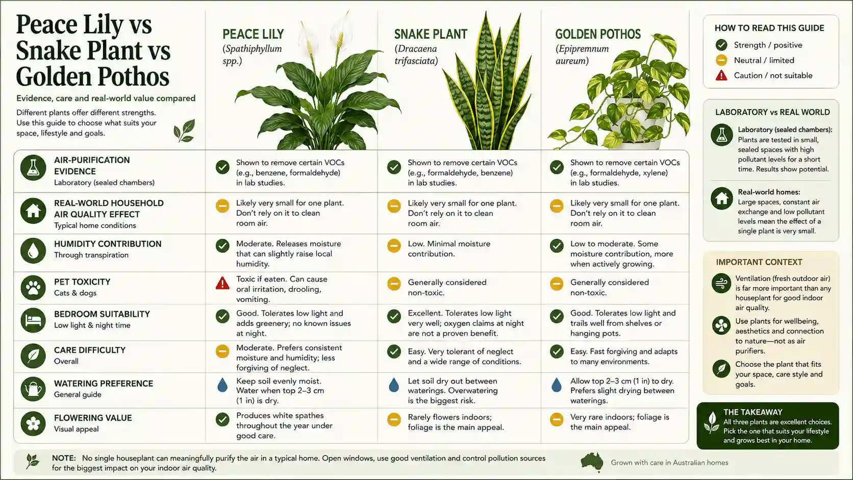 peace lily benefits