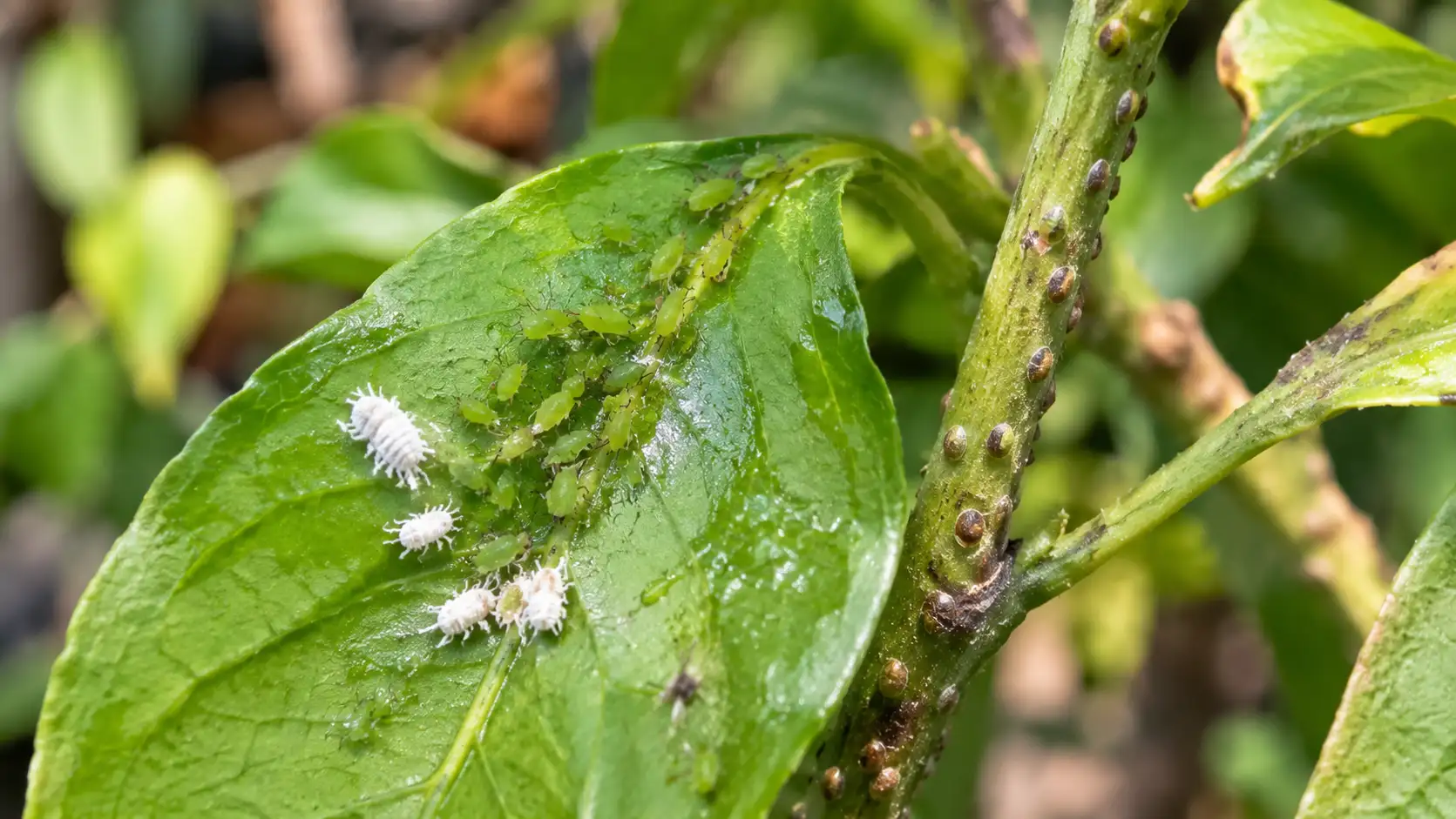 plant problems and troubleshooting