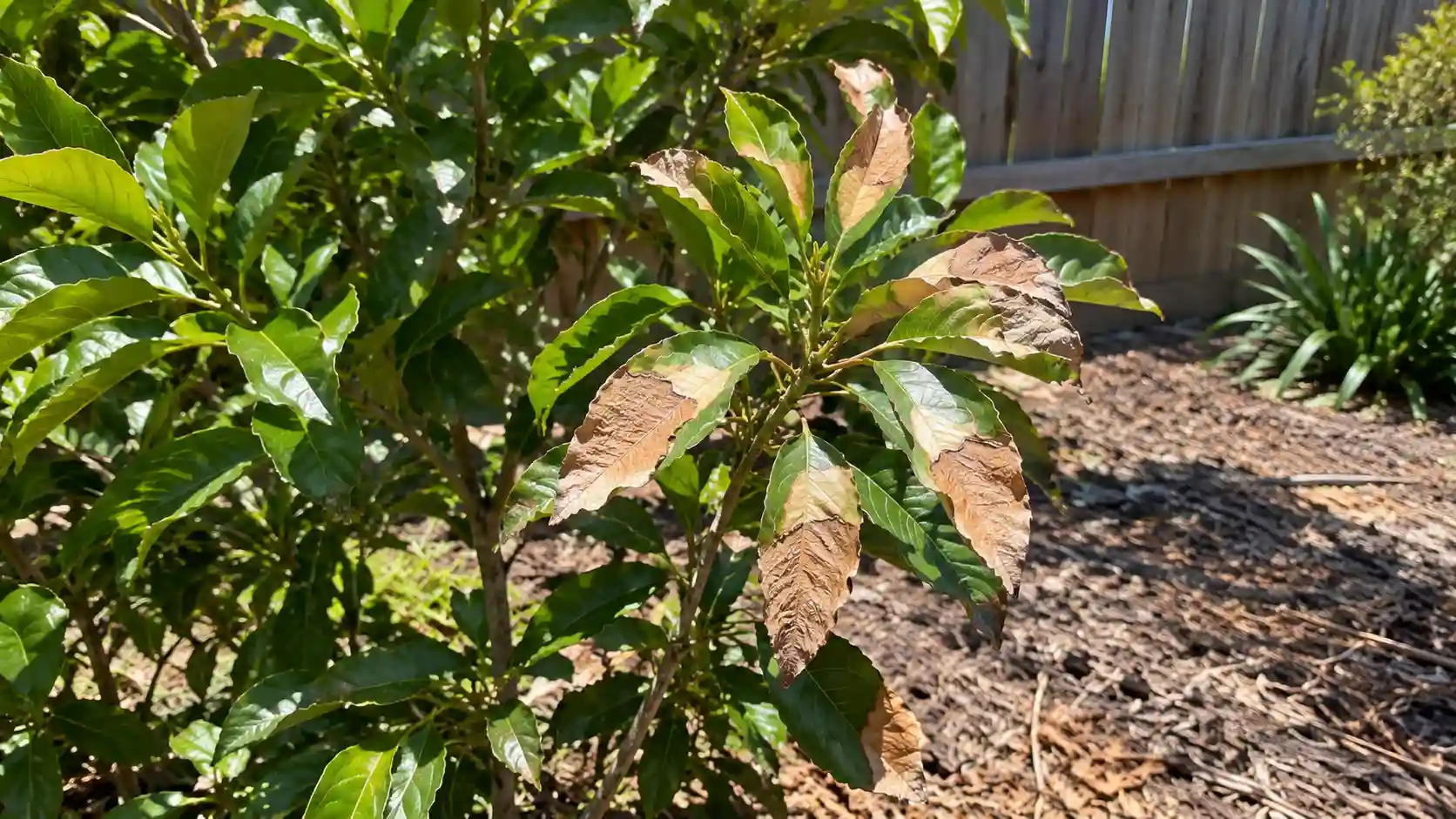 plant problems and troubleshooting