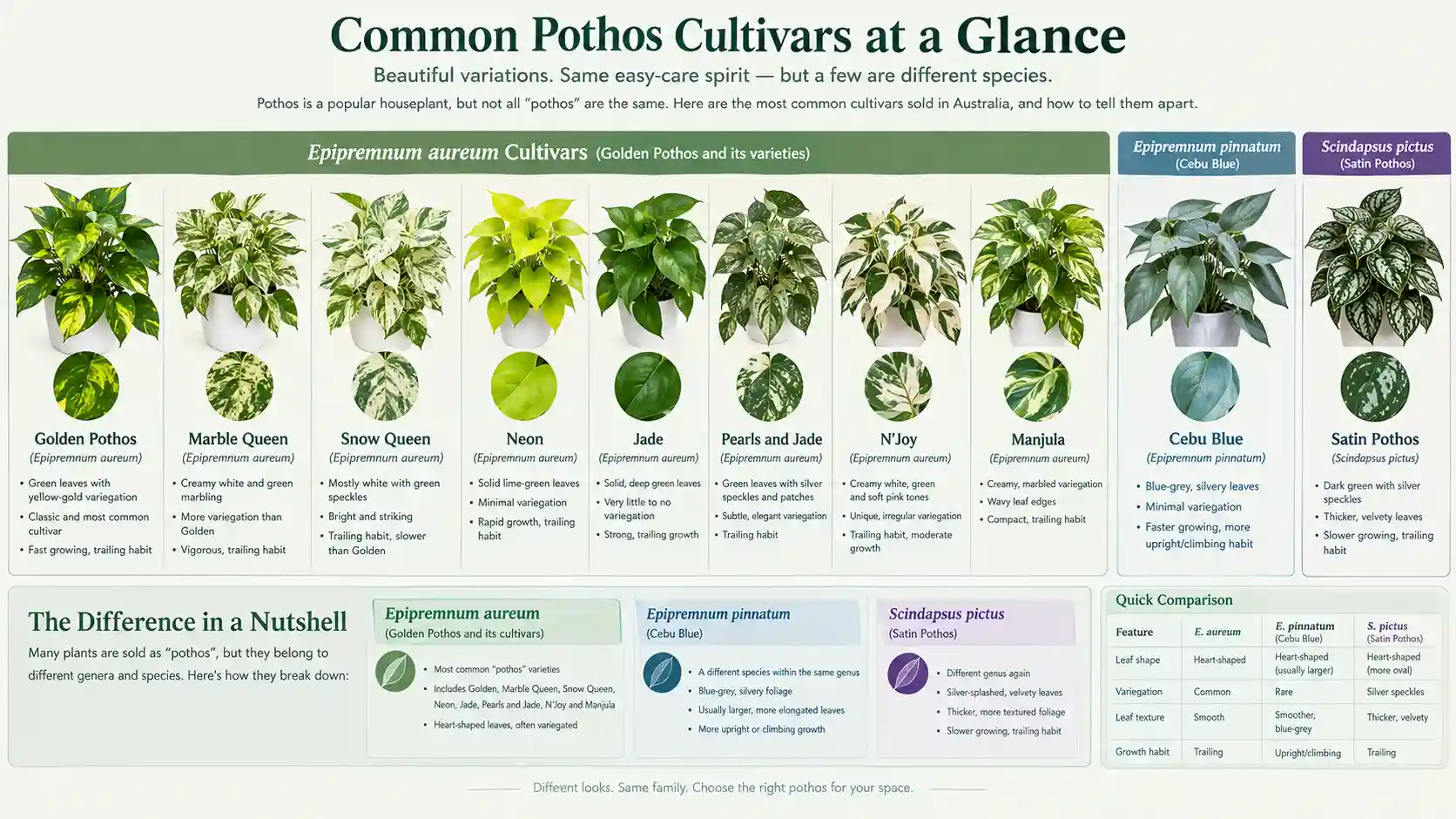 pothos care guide australia