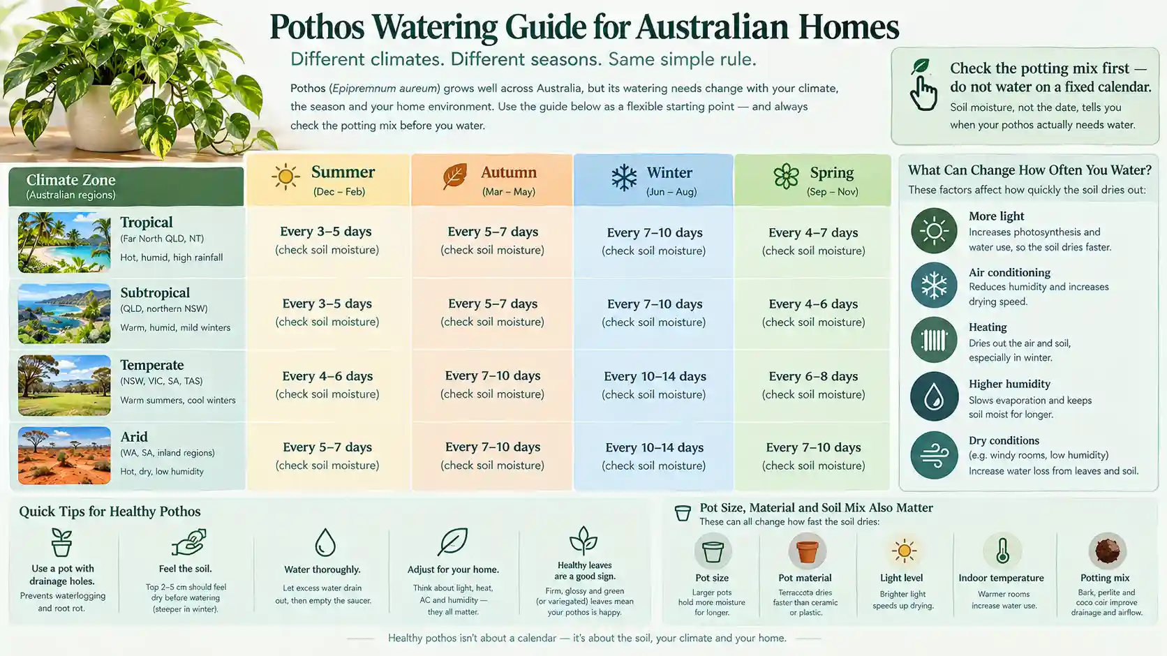pothos care guide australia