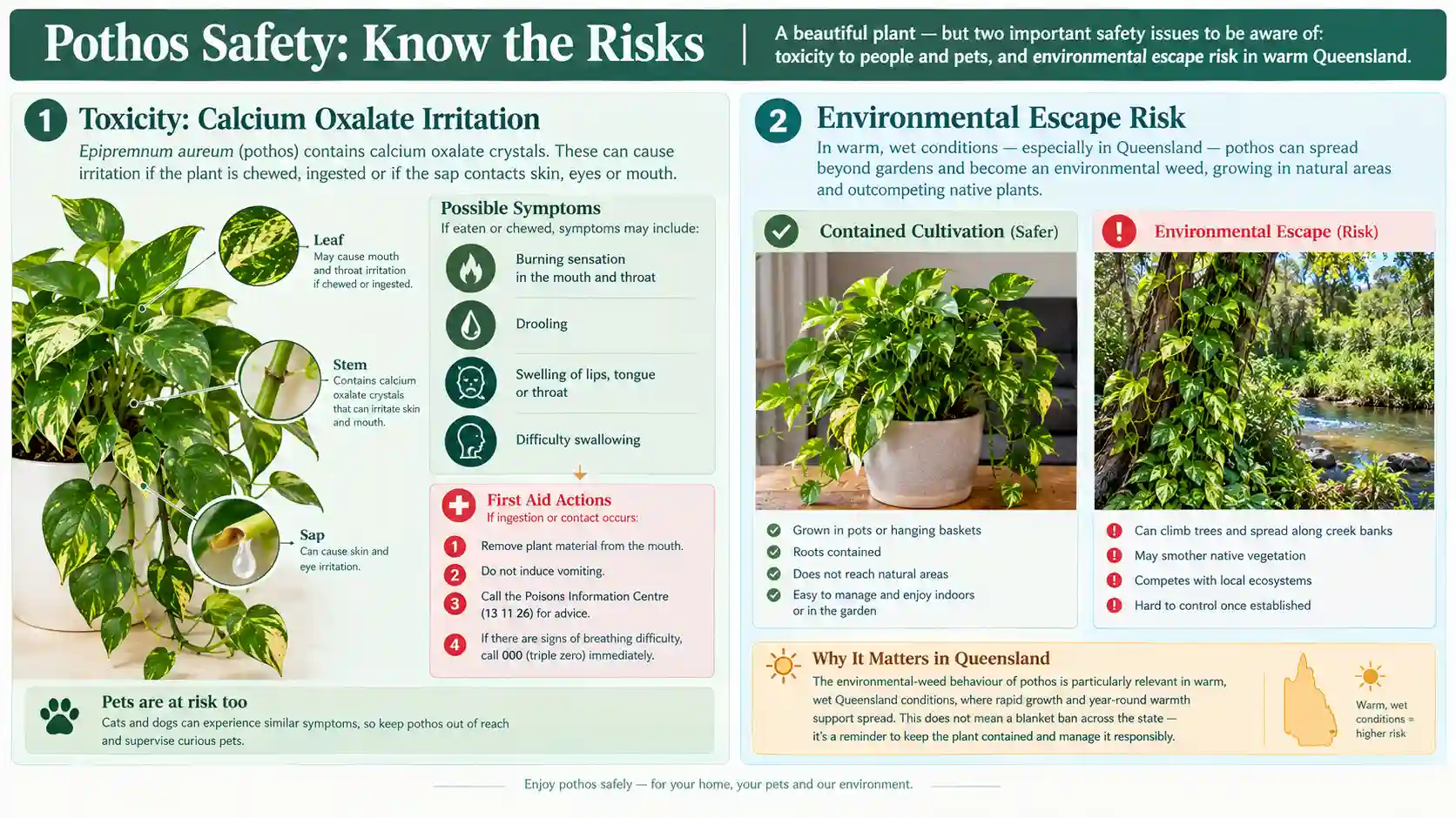 pothos care guide australia