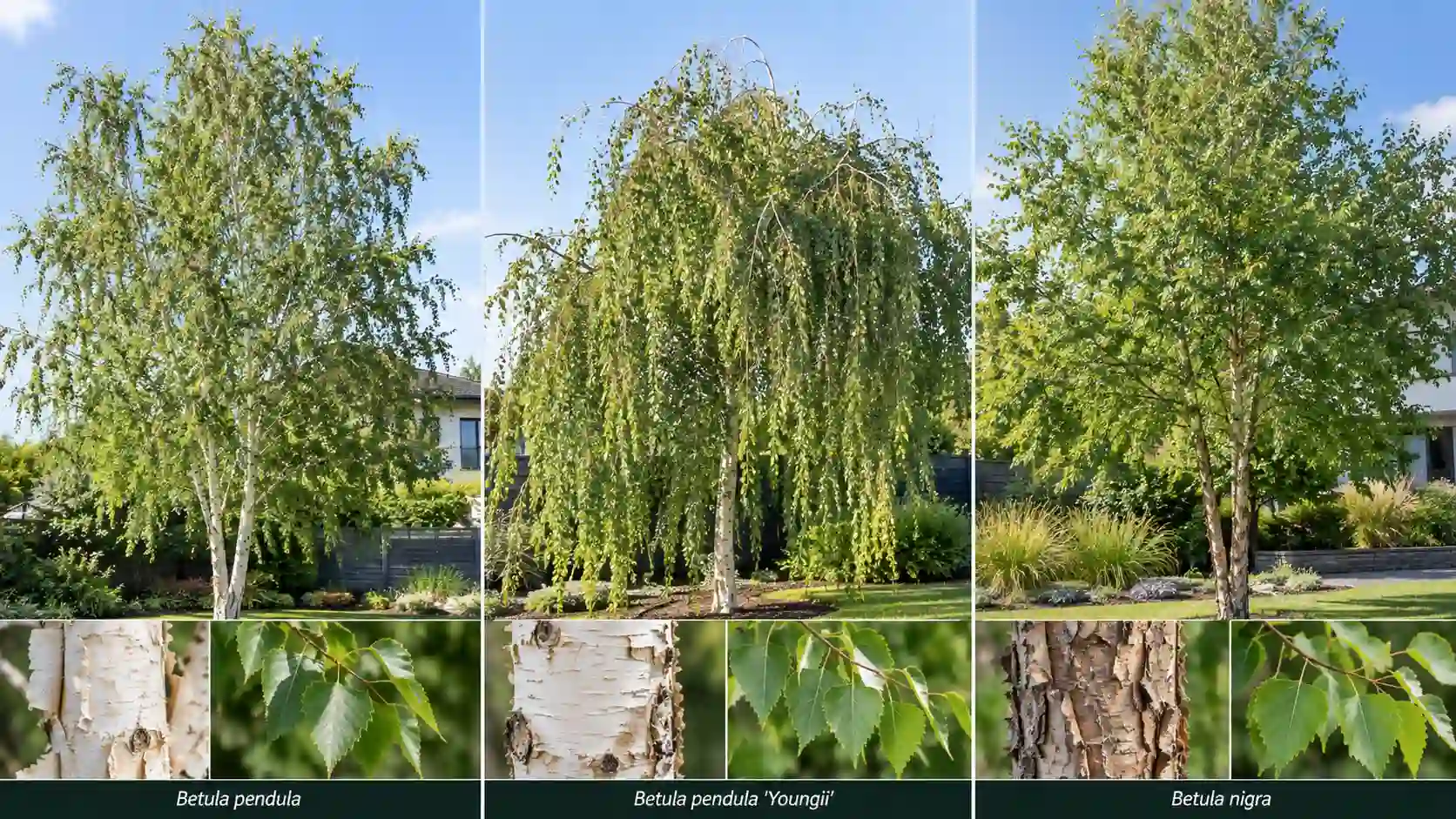 silver birch tree australia
