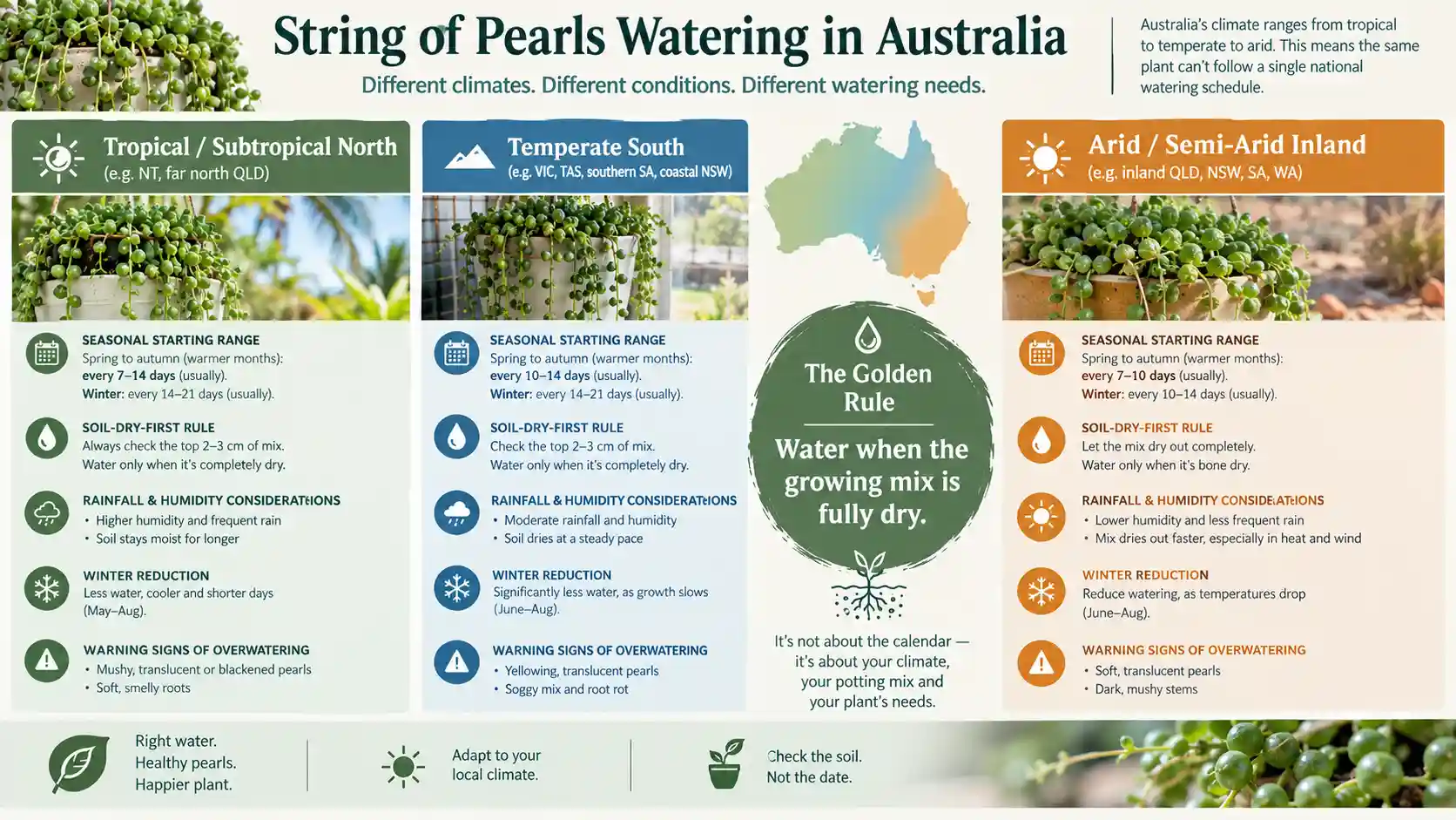 string of pearls plant