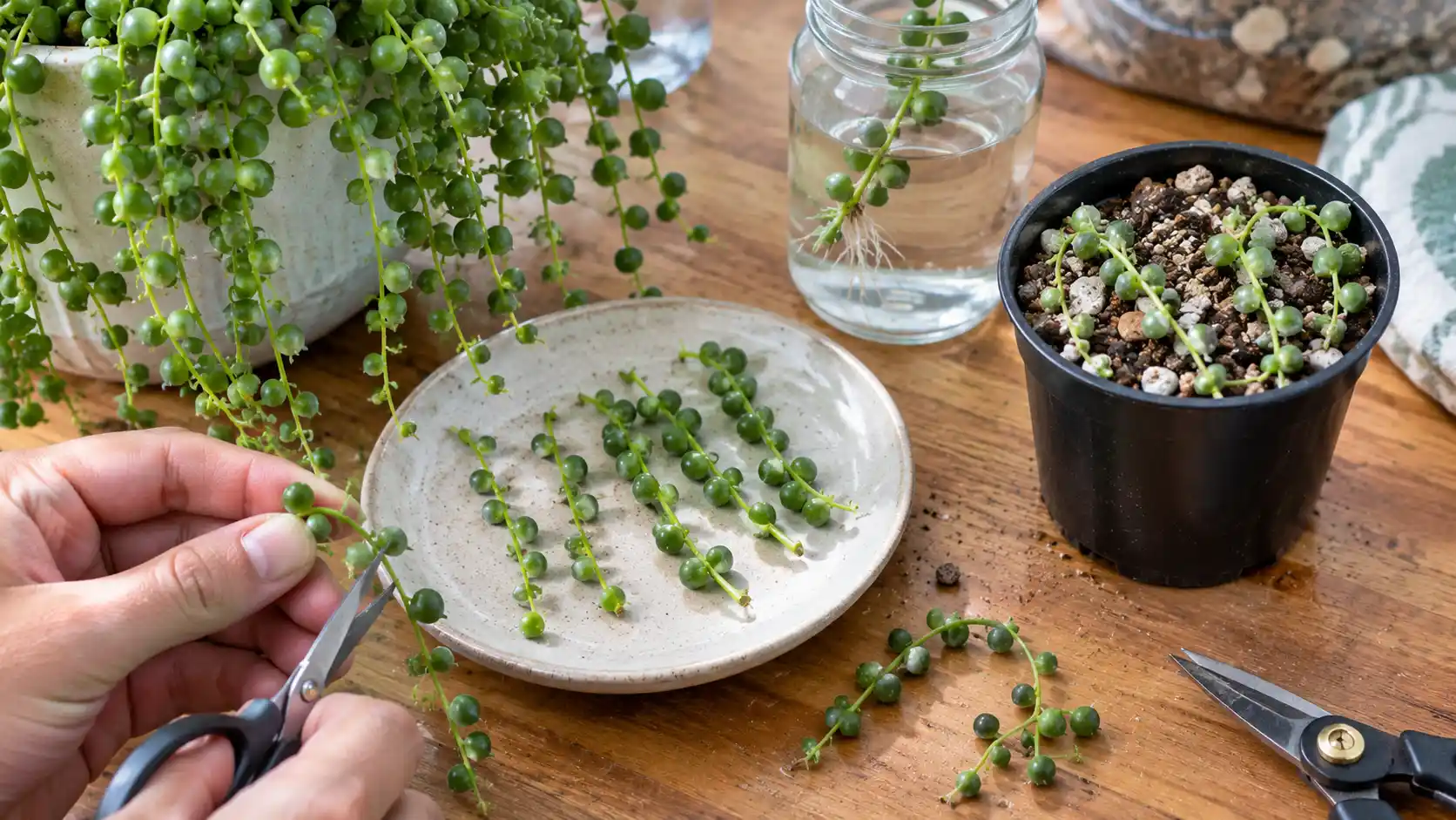 string of pearls plant