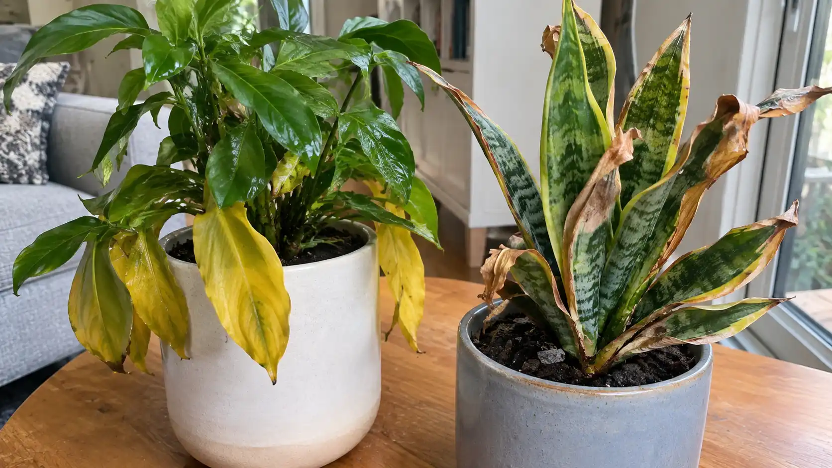 why is my indoor plant dying