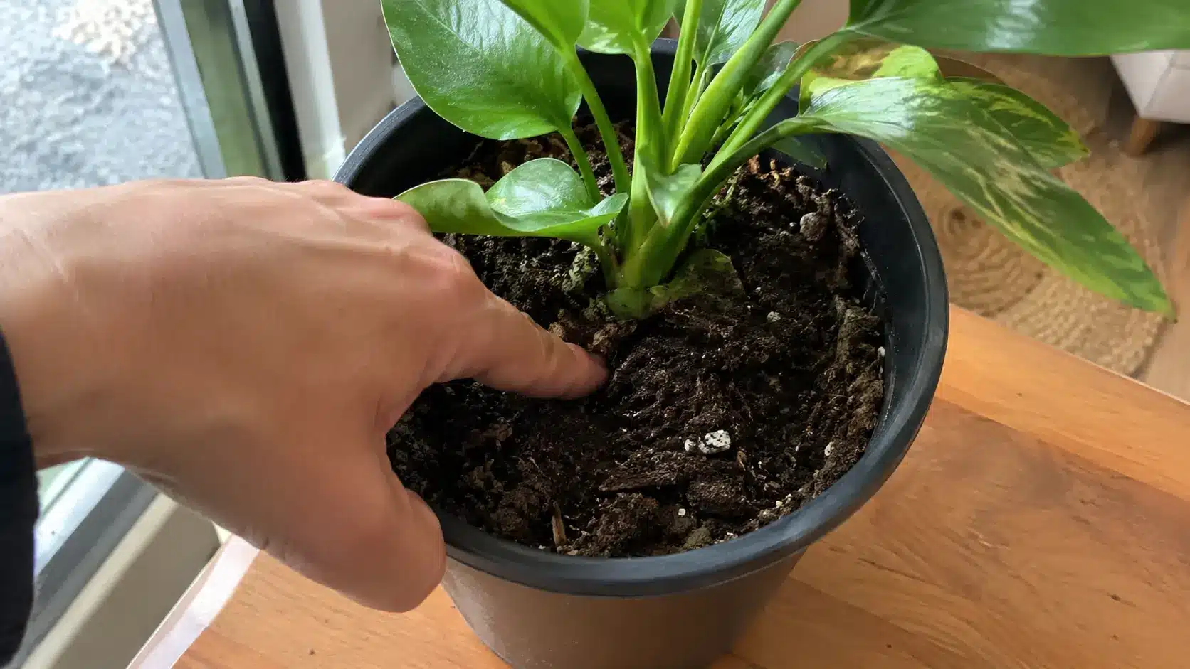 why is my indoor plant dying