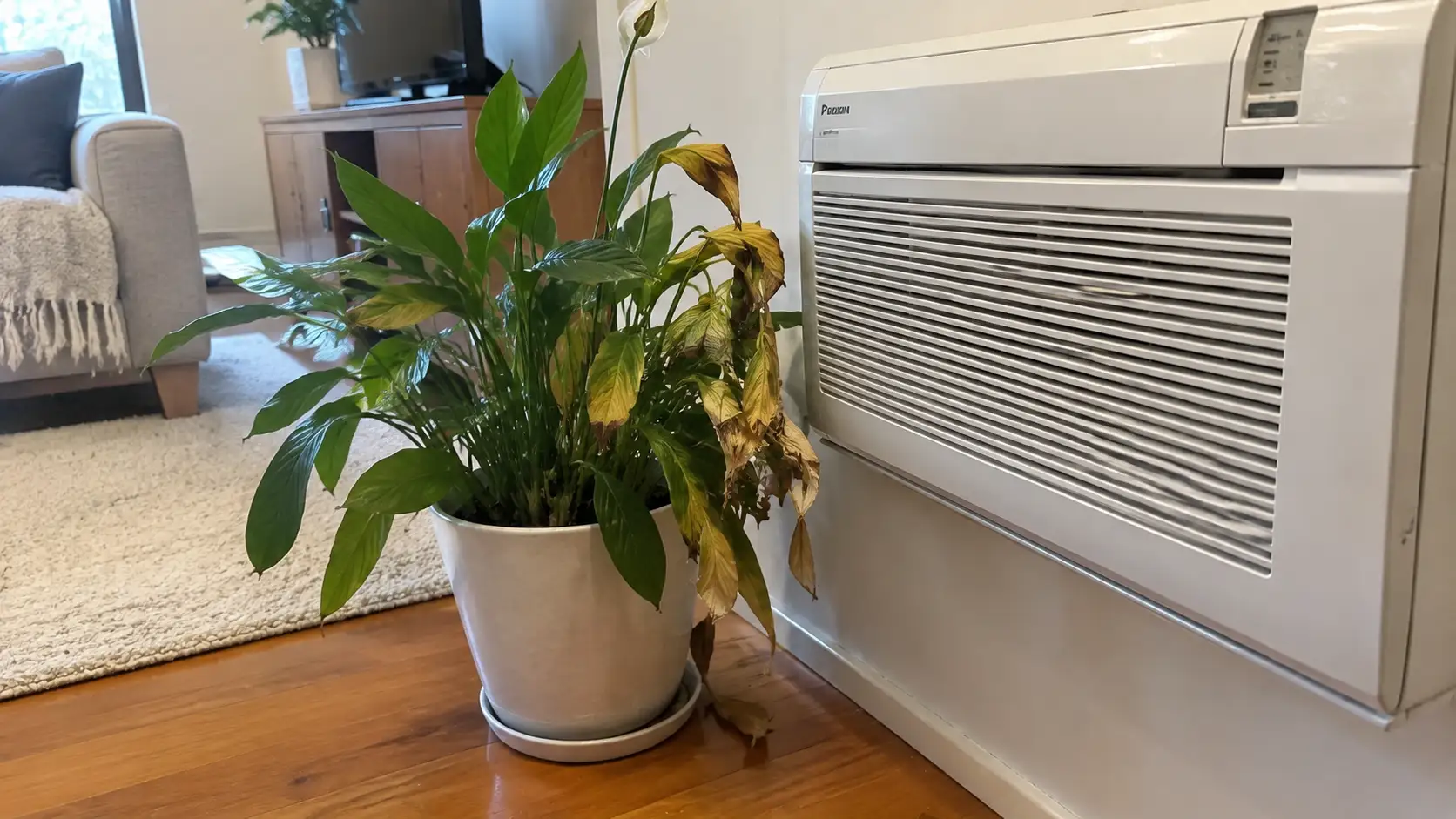 why is my indoor plant dying