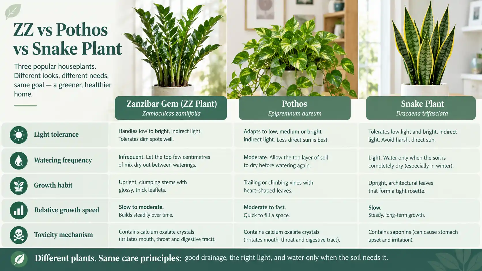 zanzibar gem care