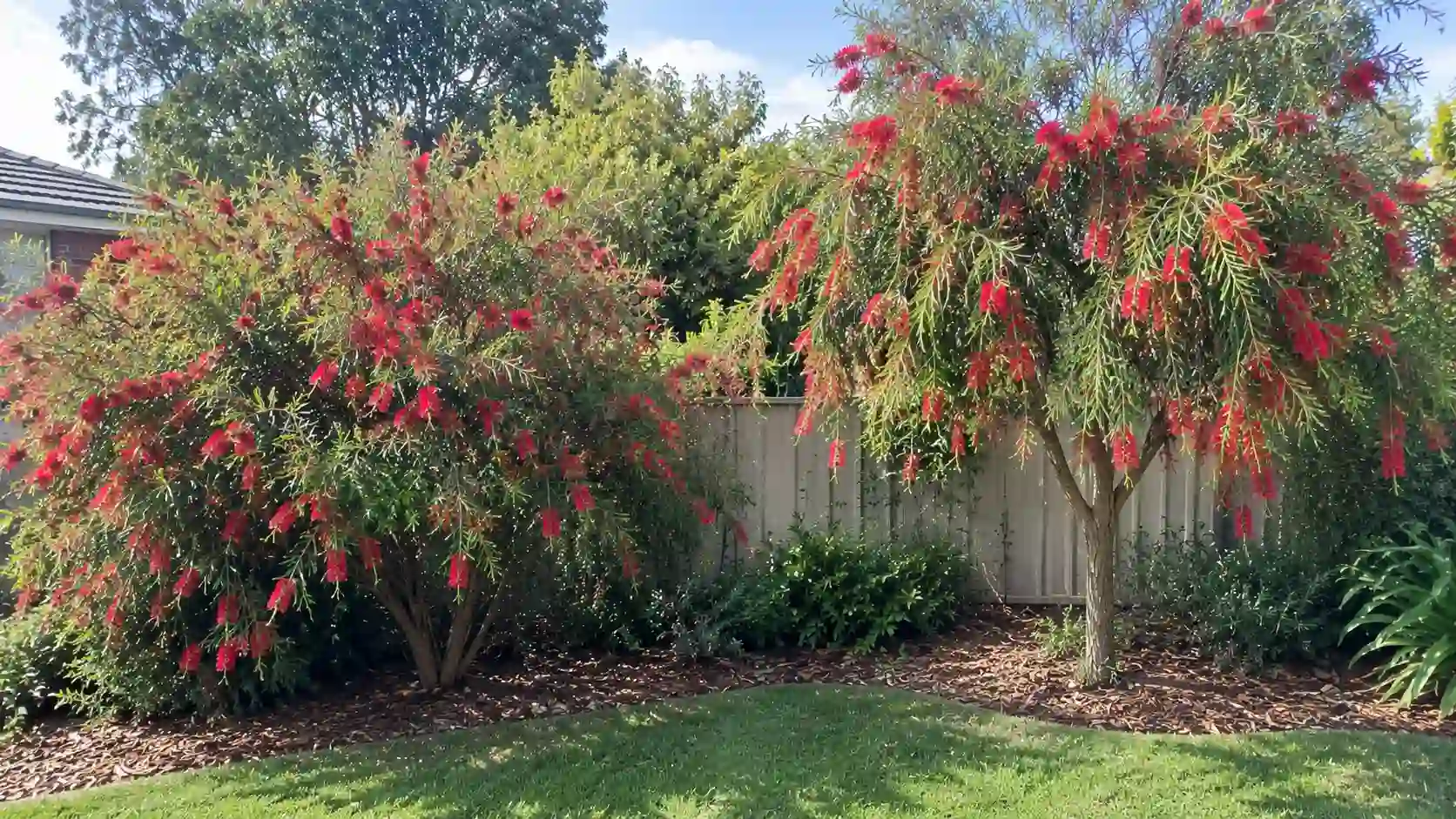 bottlebrush tree australia