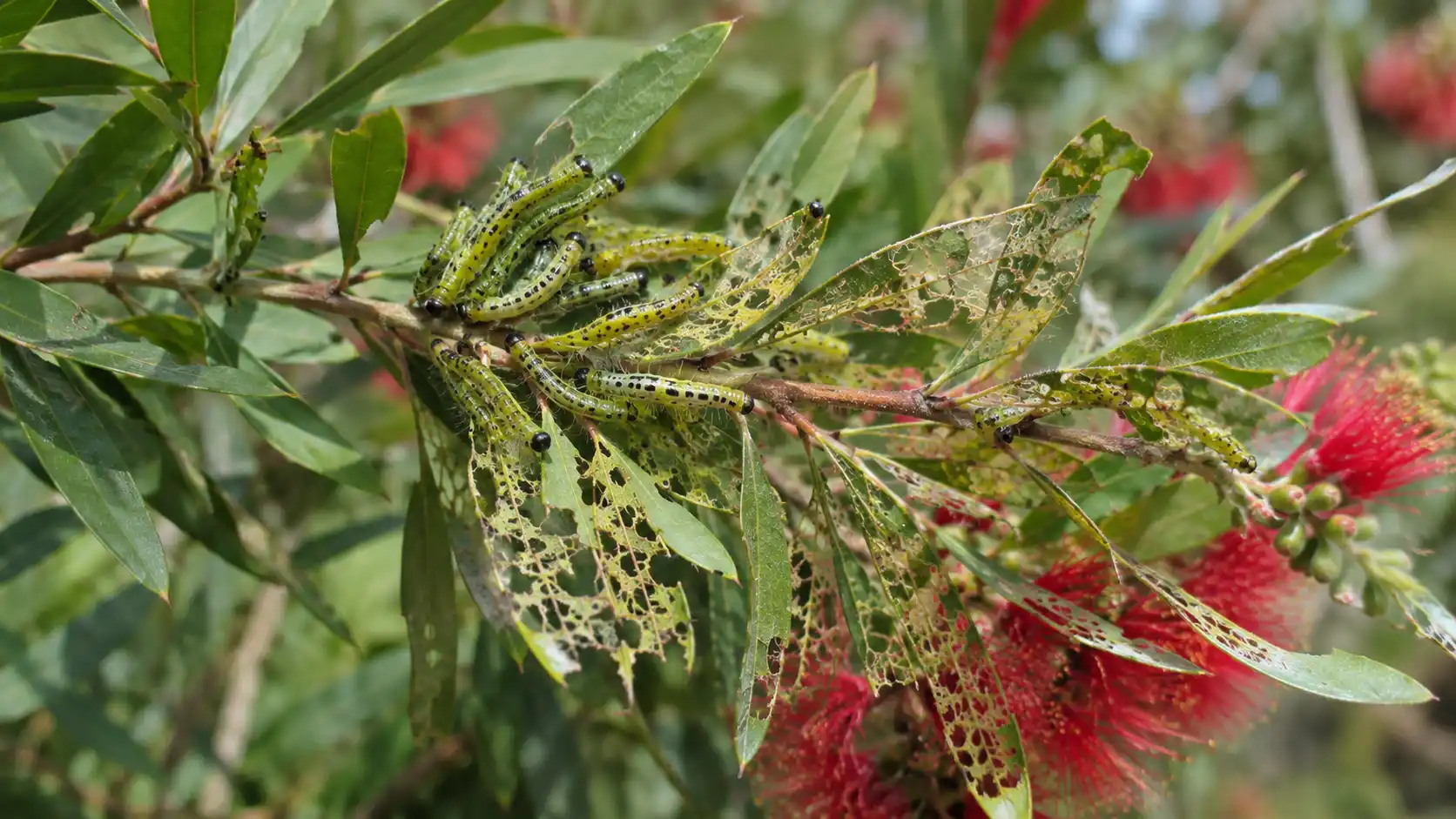 bottlebrush tree australia