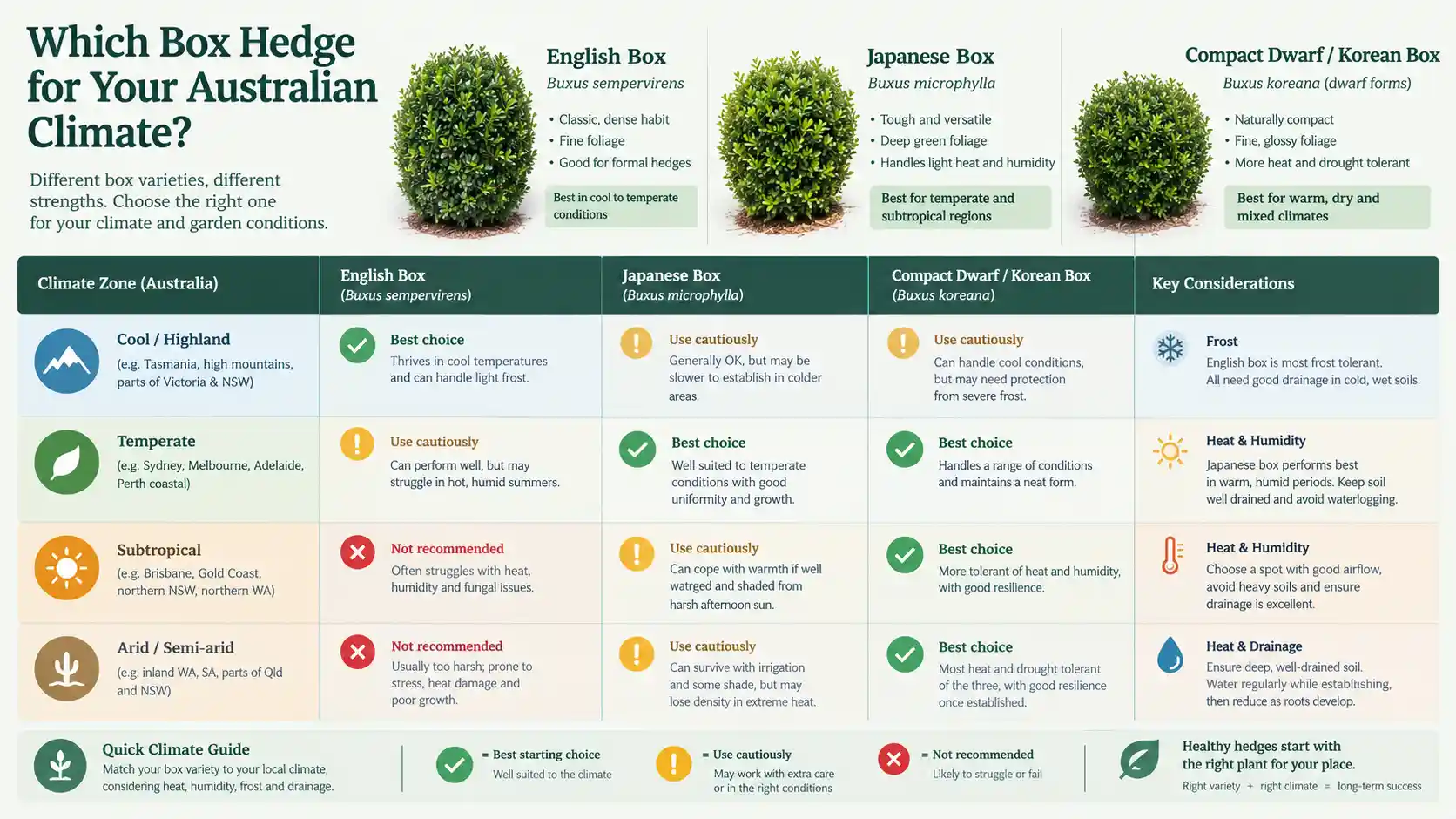 box hedge australia