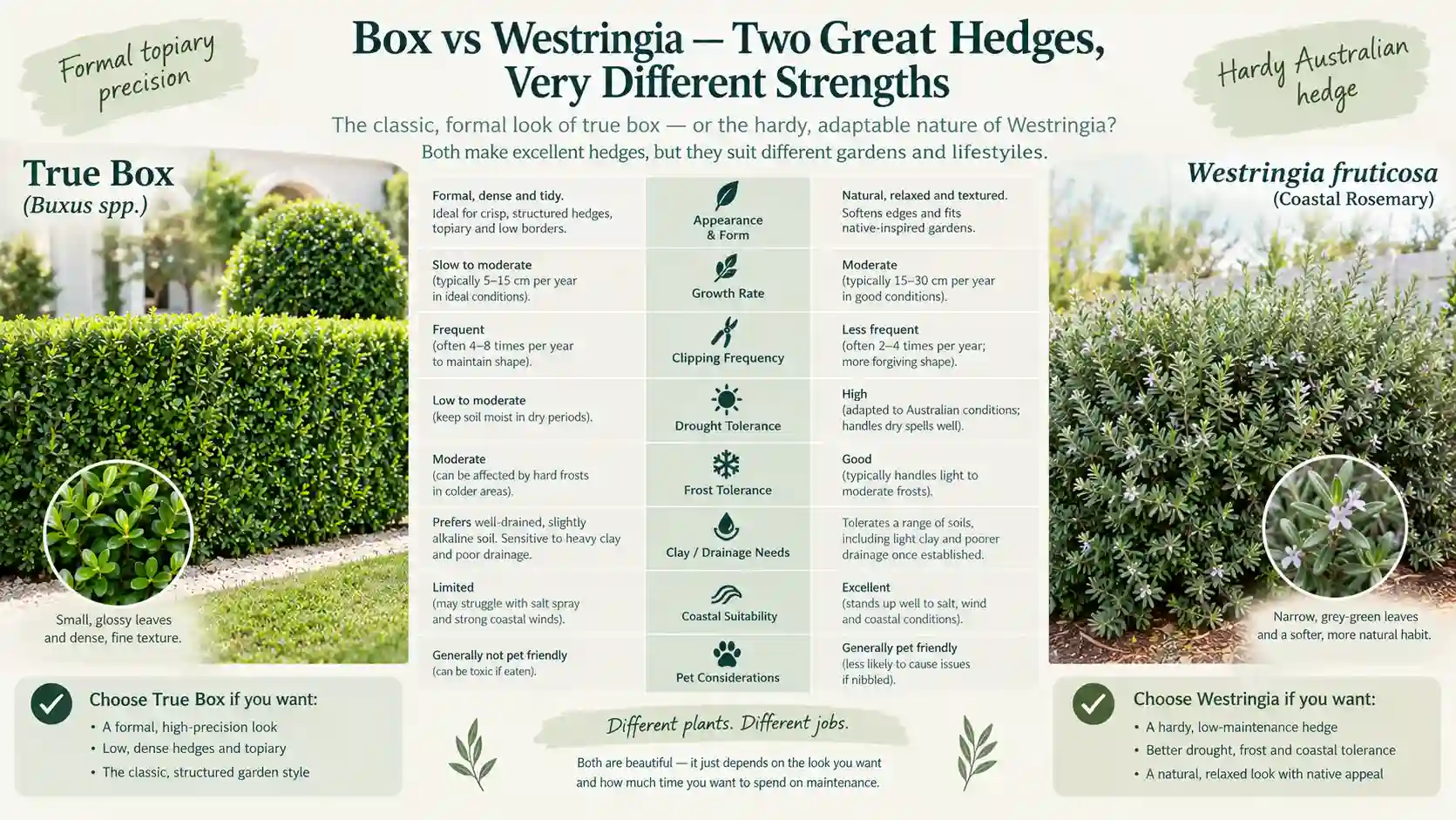 box hedge australia