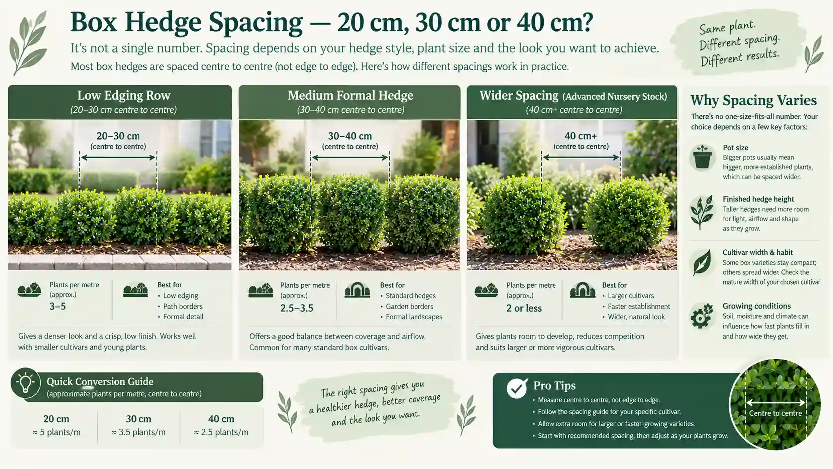 box hedge australia