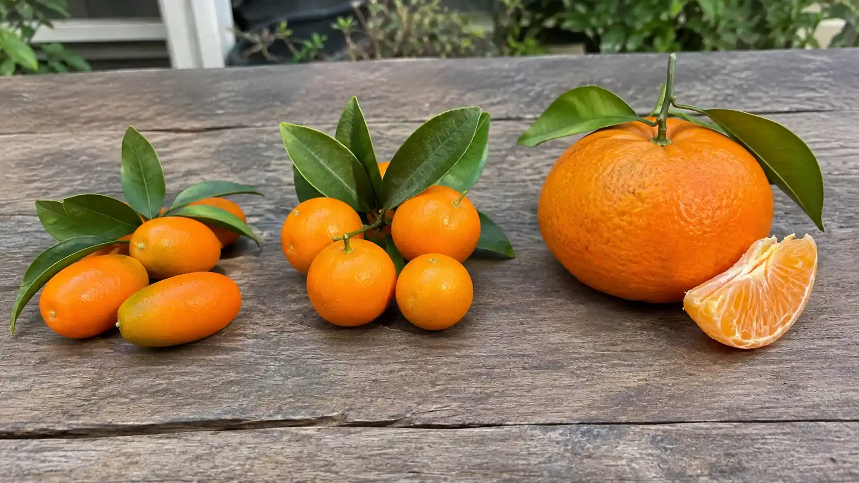 dwarf mandarin vs kumquat