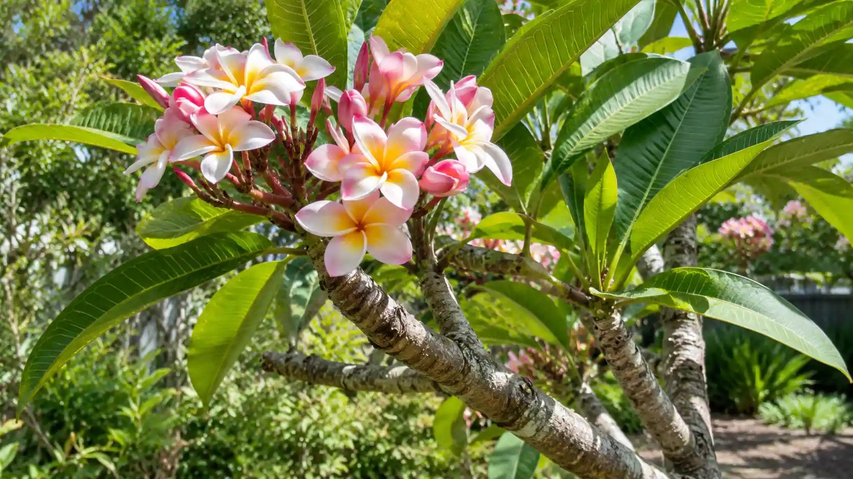 frangipani vs jacaranda