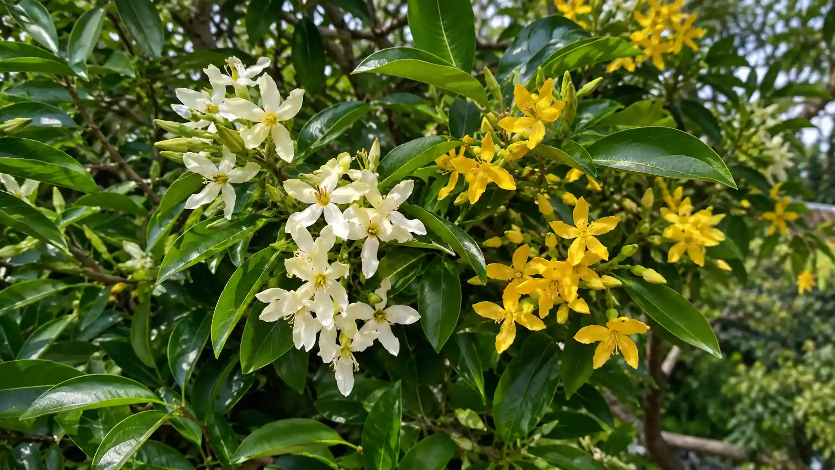 frangipani vs jacaranda