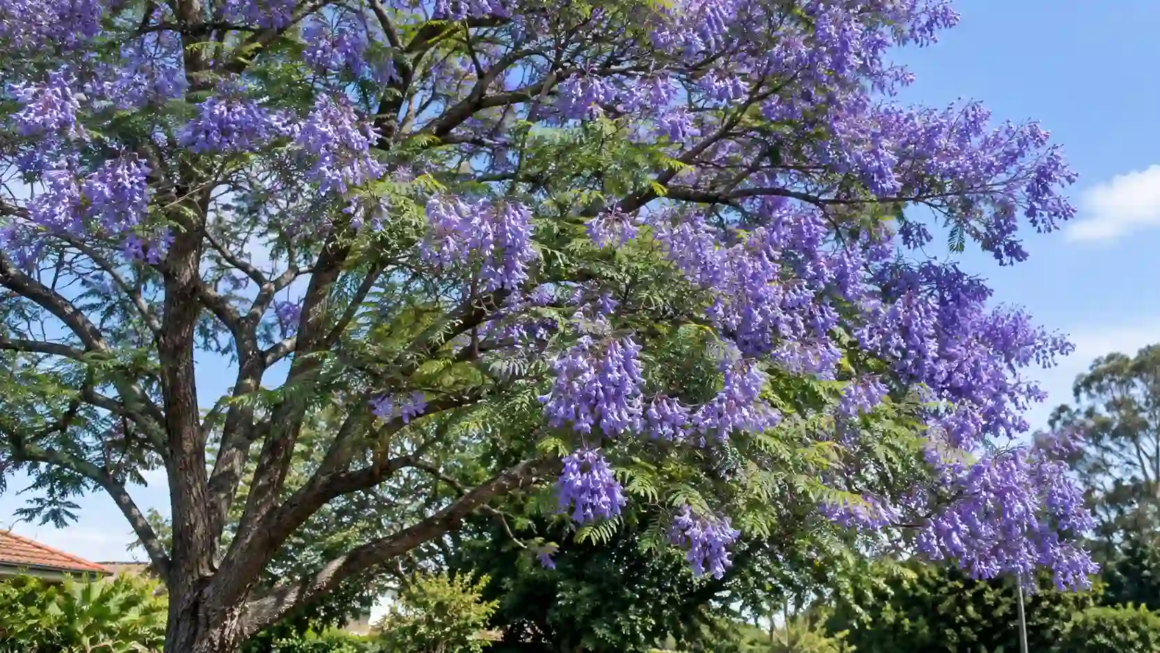 frangipani vs jacaranda
